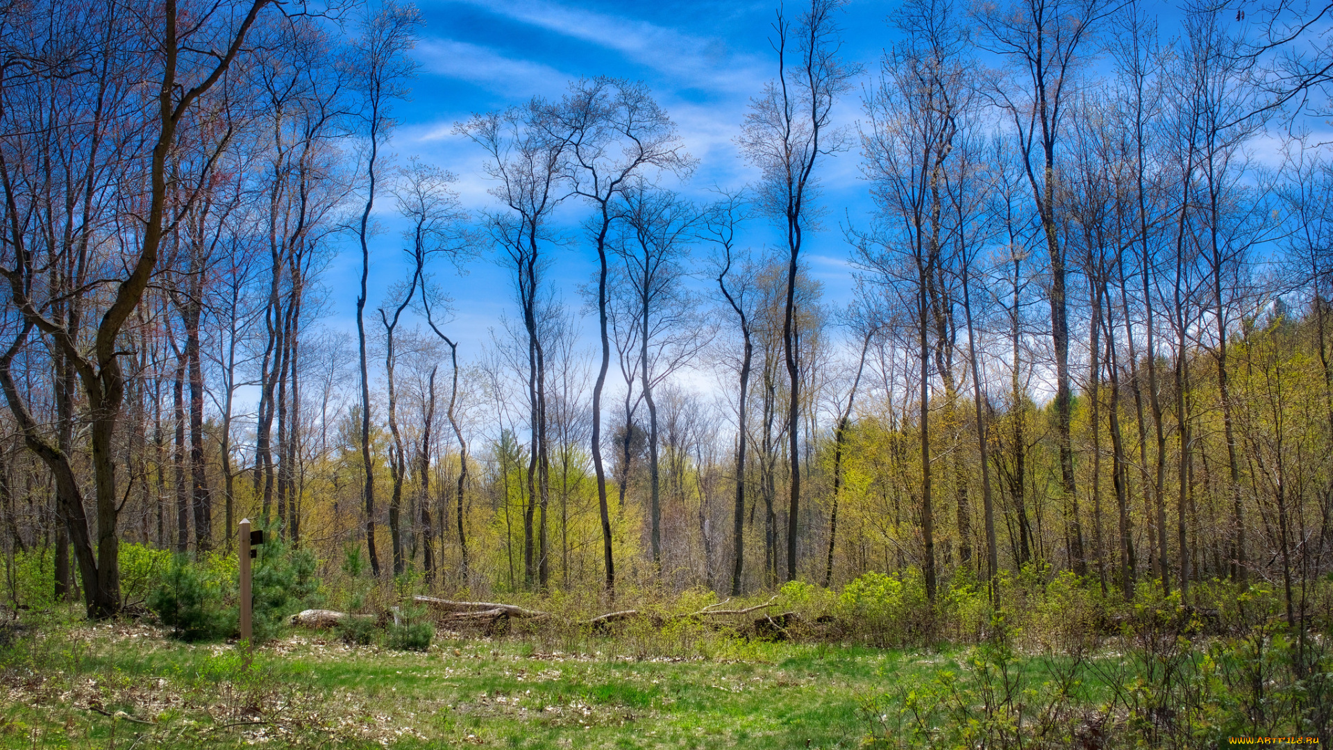 природа, лес, деревья