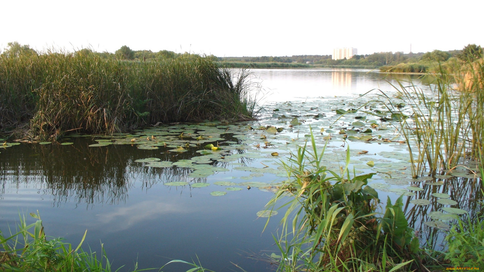 природа, реки, озера, деревья, река, закат