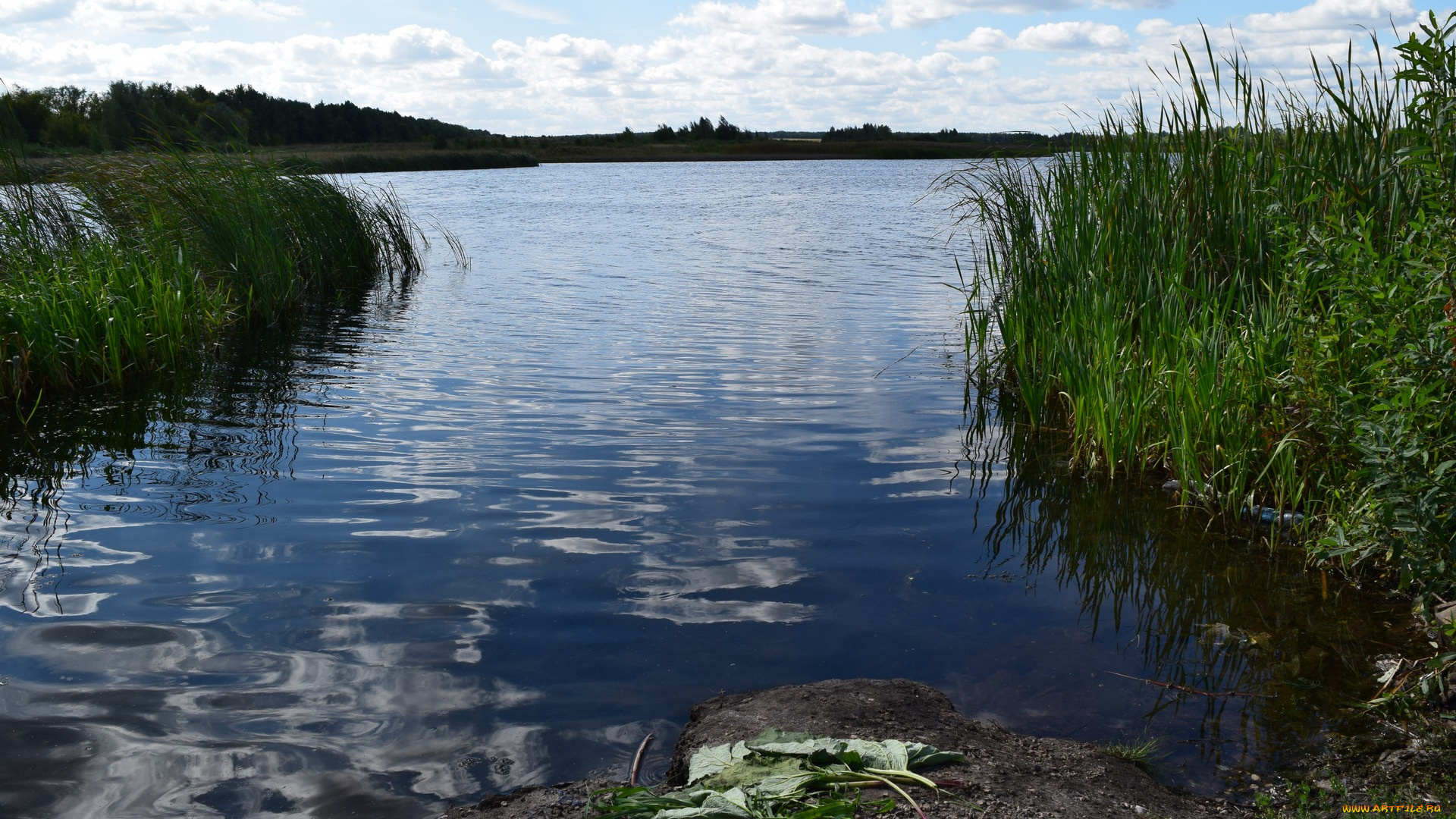 природа, реки, озера, озеро, облака, камыш