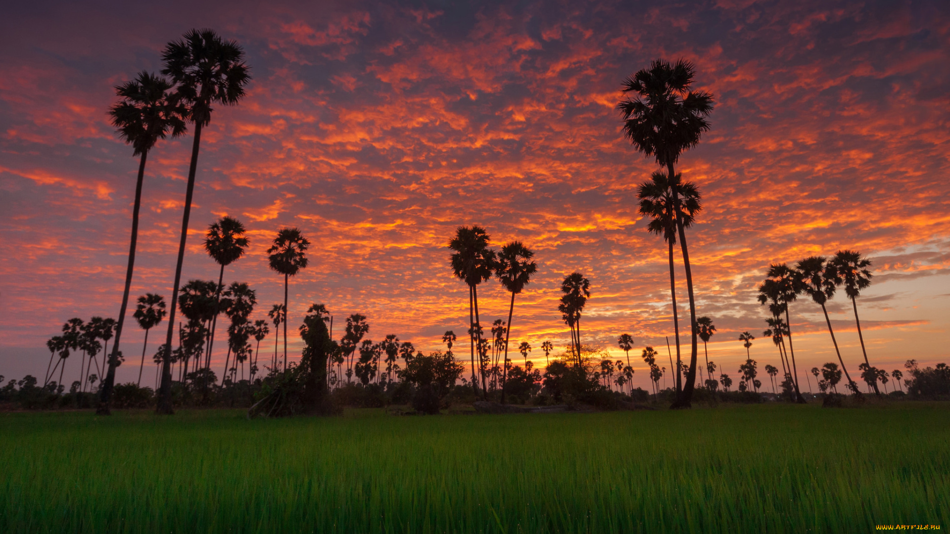 природа, тропики, курорт