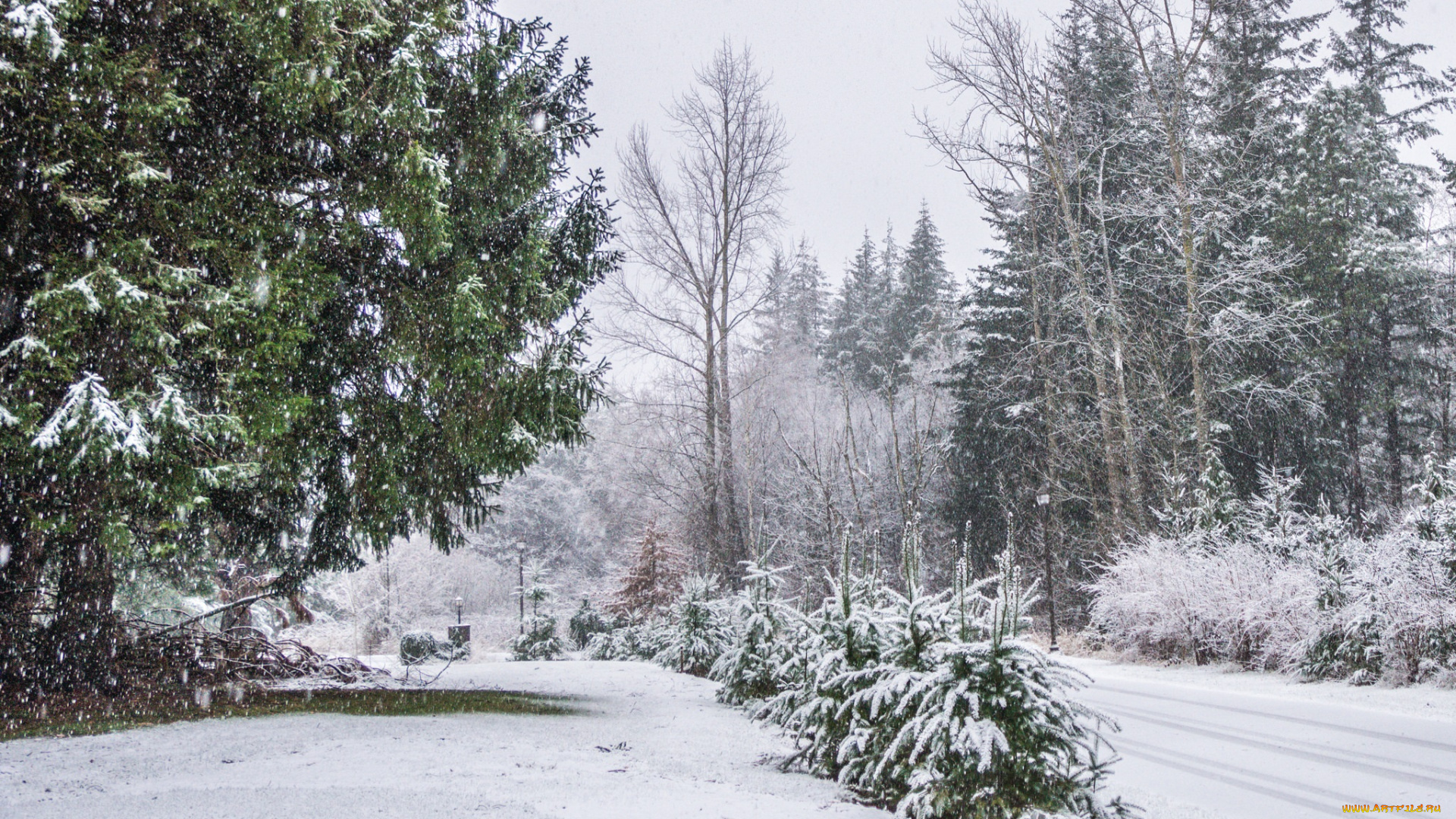 природа, зима, снег