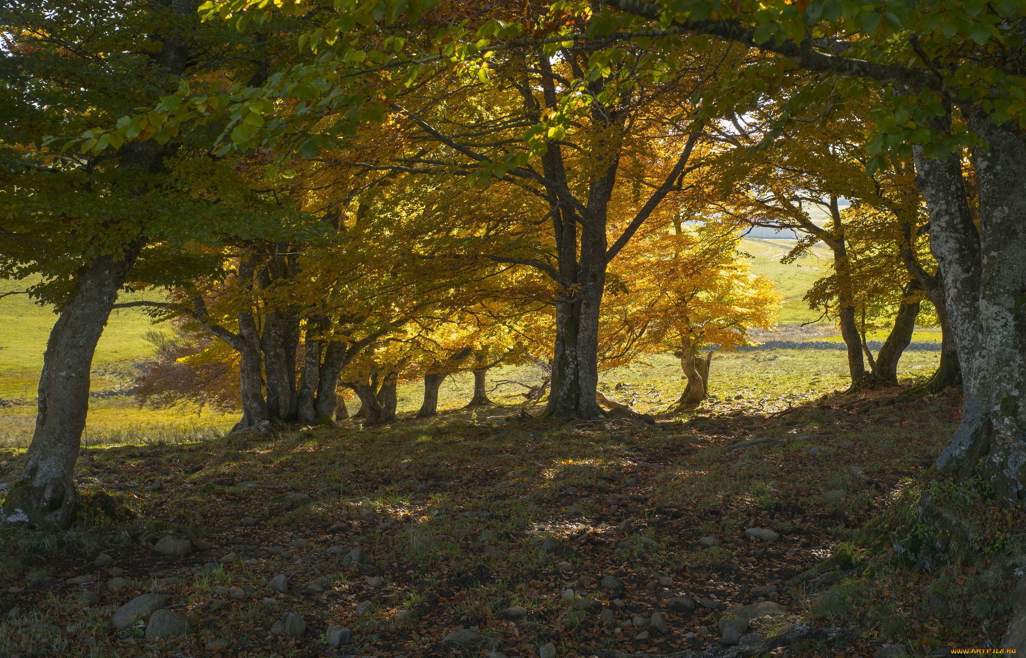 природа, лес, деревья