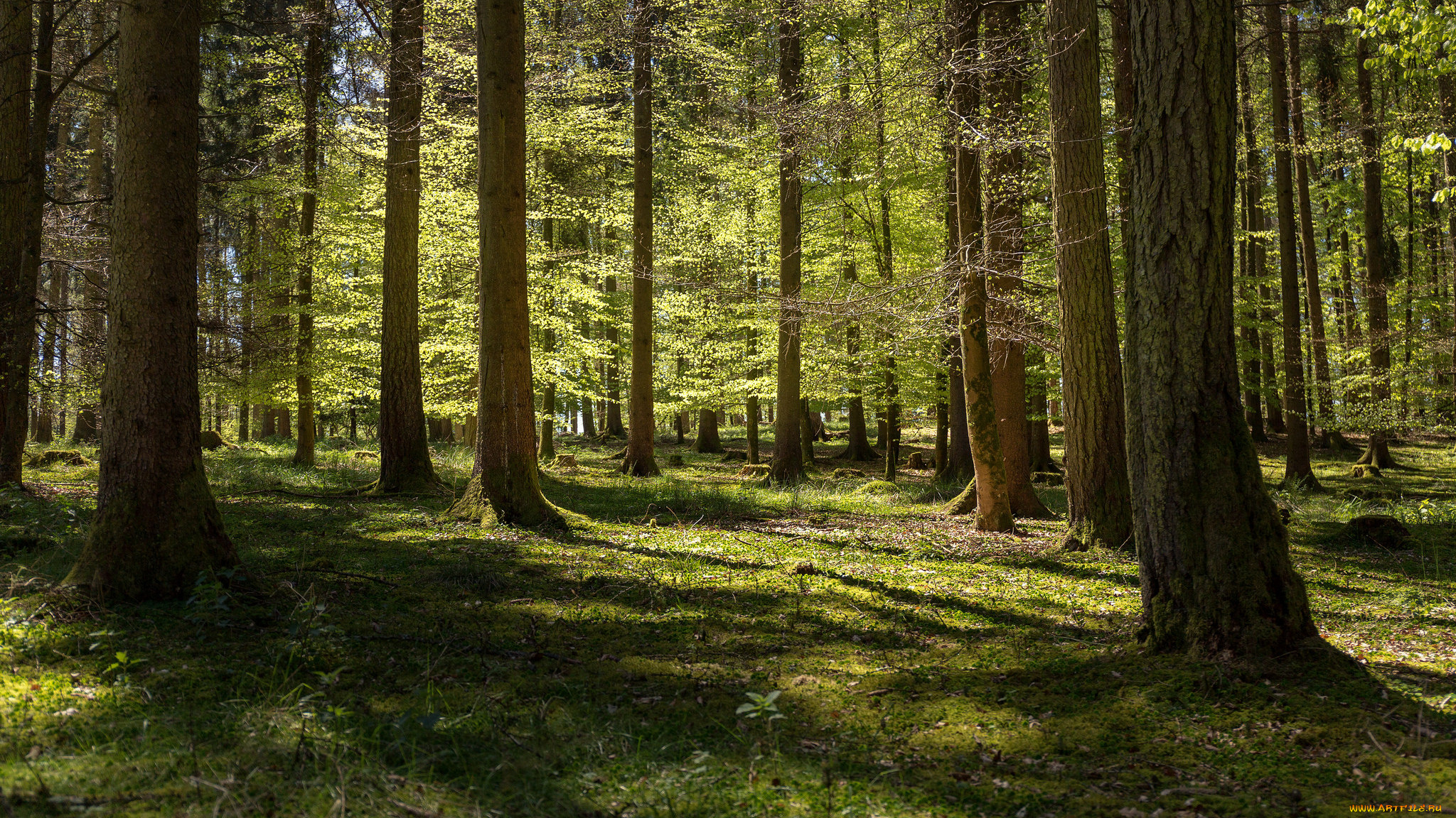 природа, лес, деревья