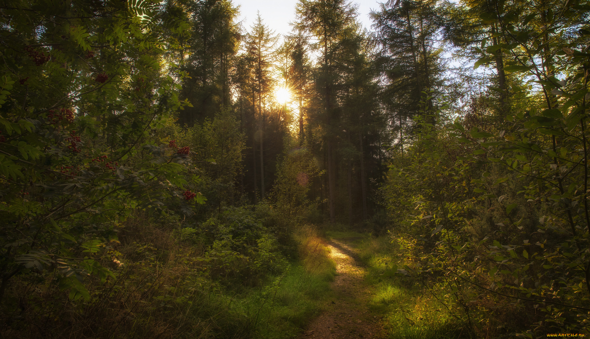 природа, лес, деревья