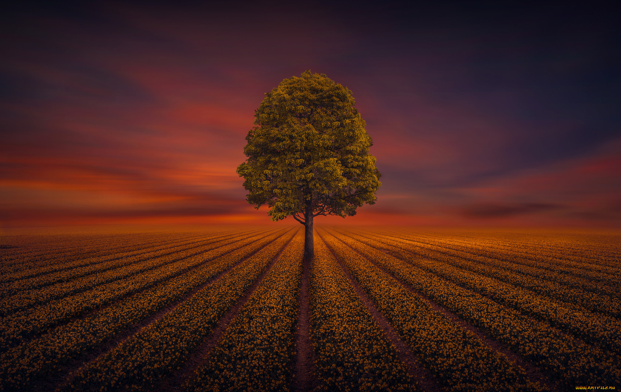 природа, деревья, простор