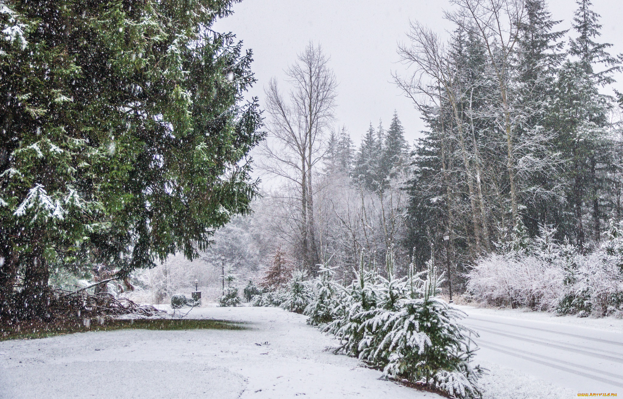 природа, зима, снег