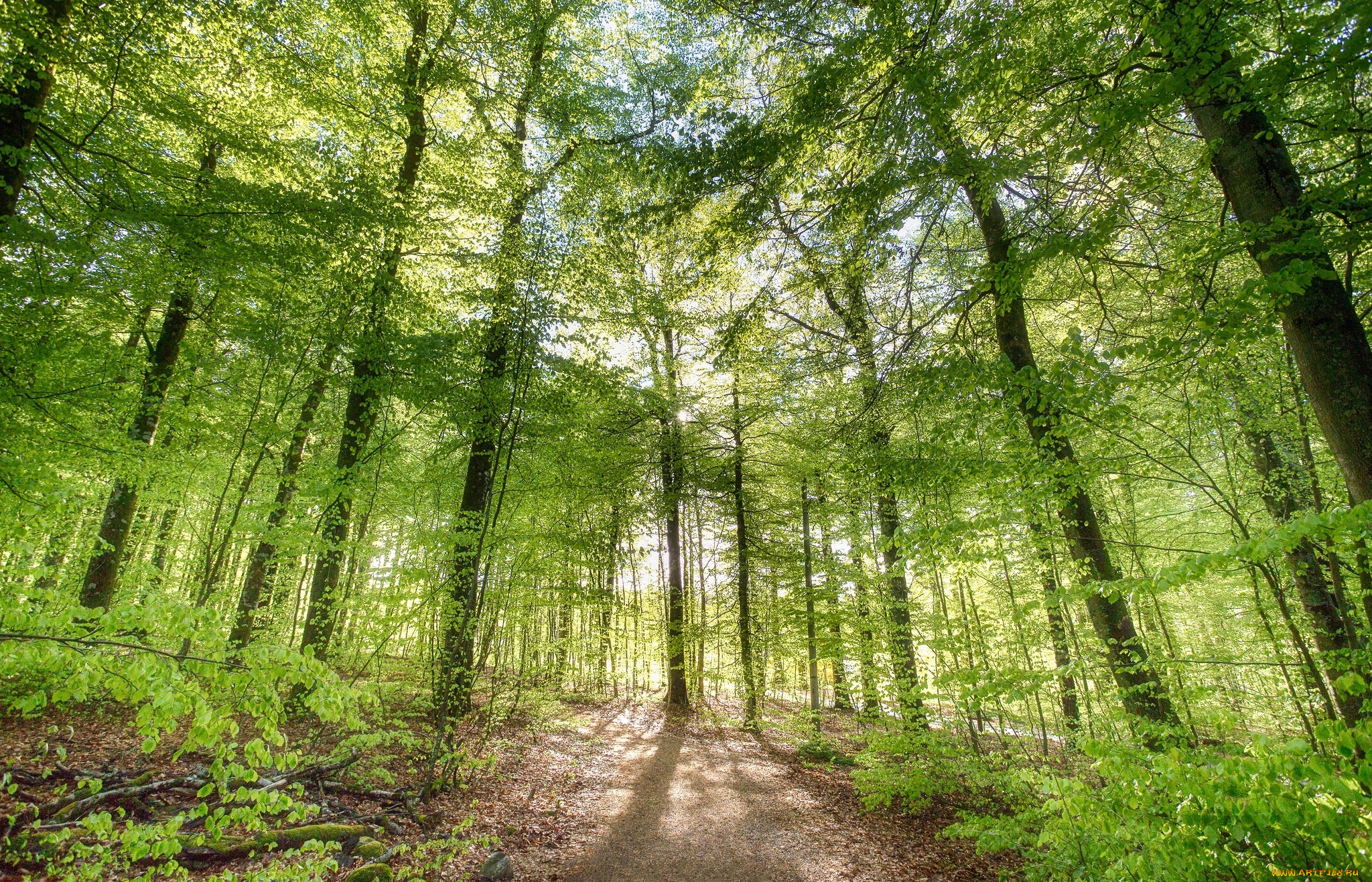 природа, лес, деревья