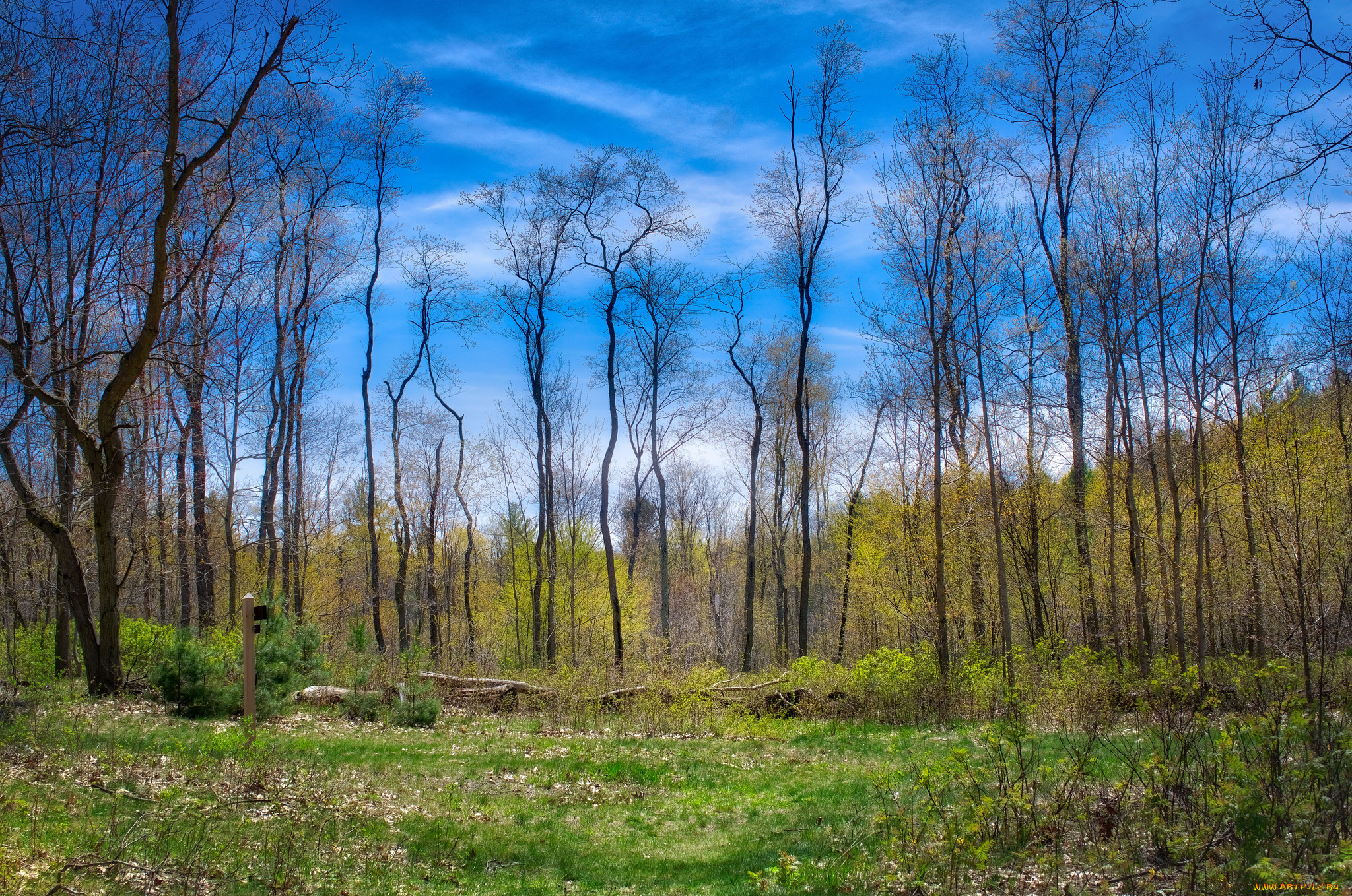 природа, лес, деревья