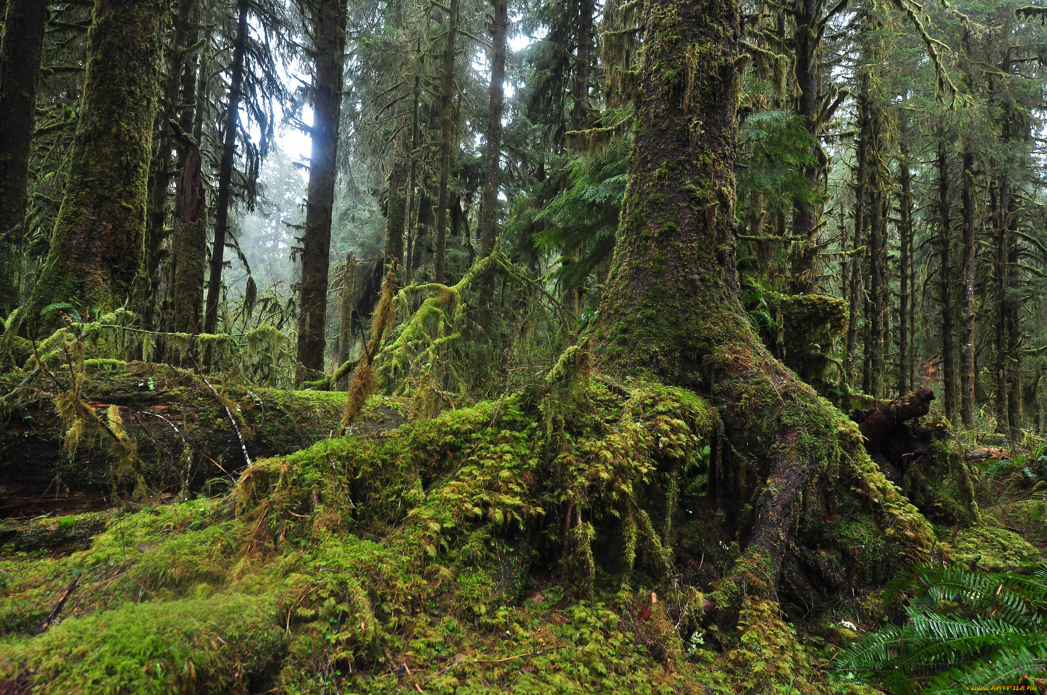 природа, лес, деревья