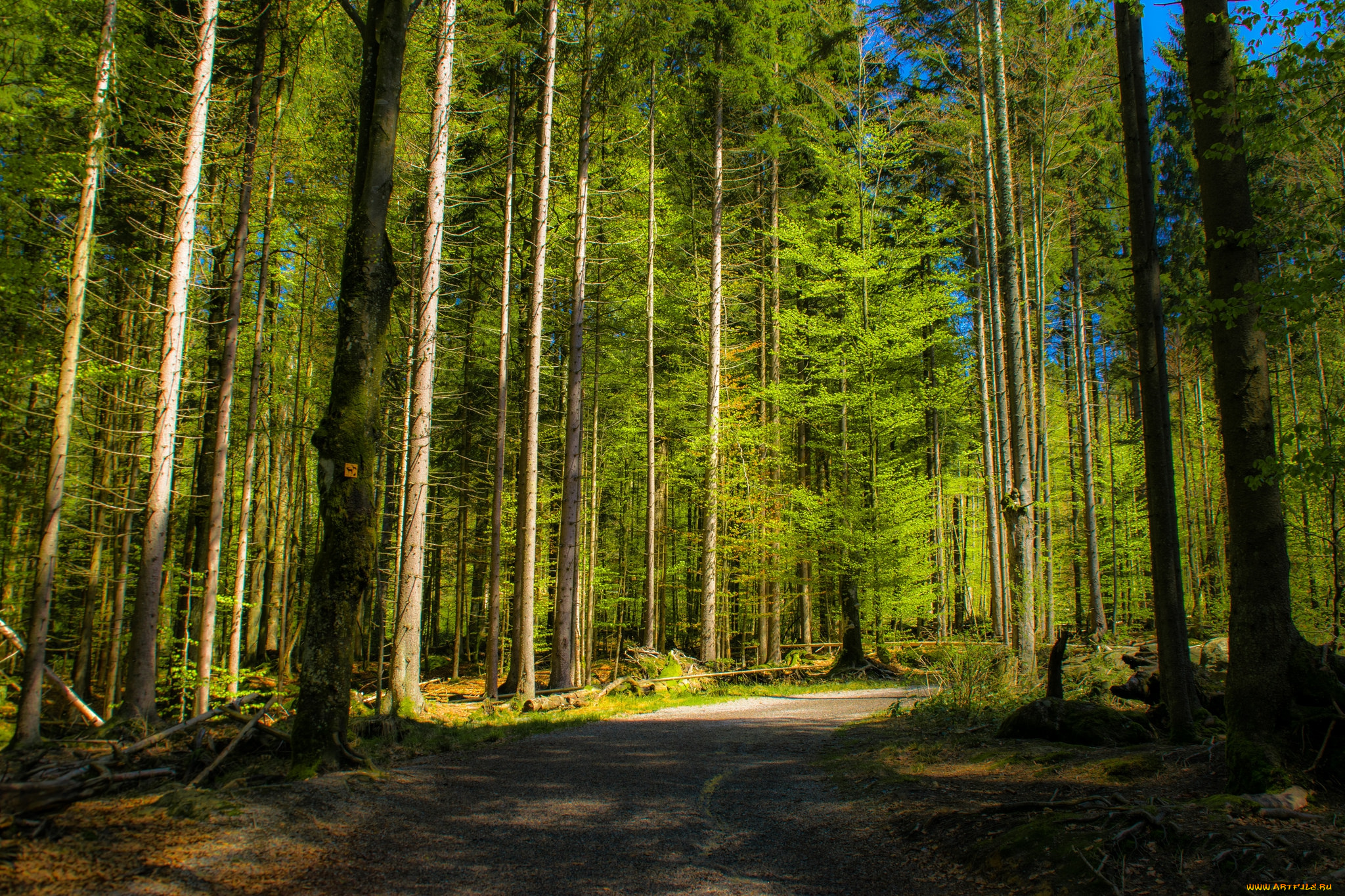 природа, дороги, деревья