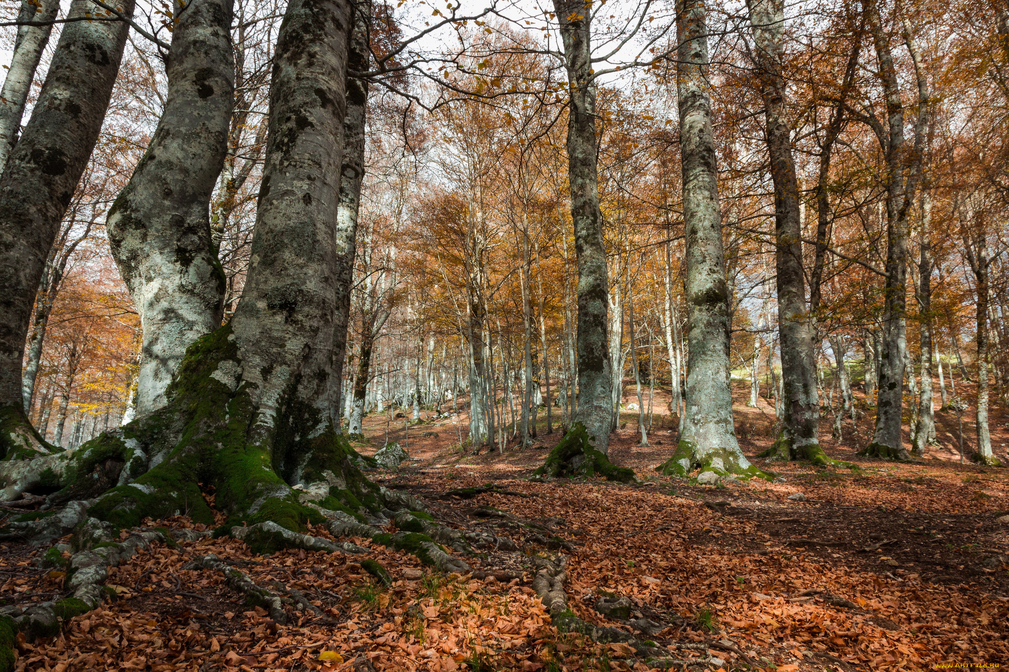 природа, лес, деревья