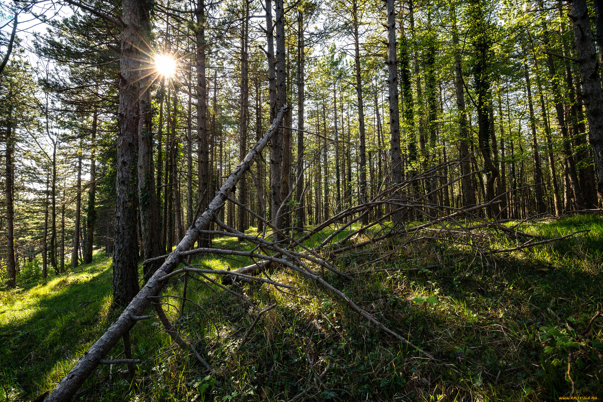 природа, лес, деревья