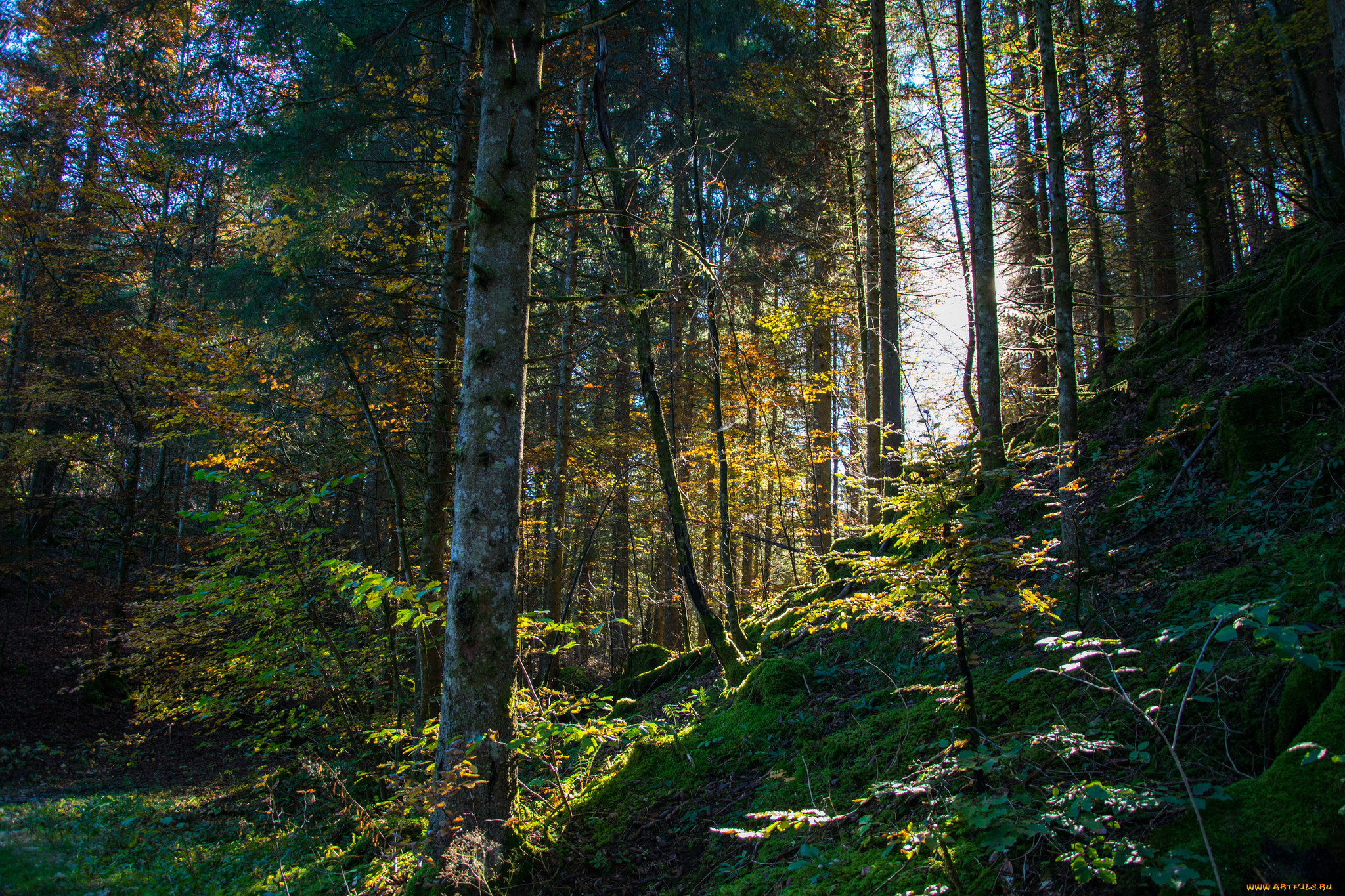 природа, лес, деревья