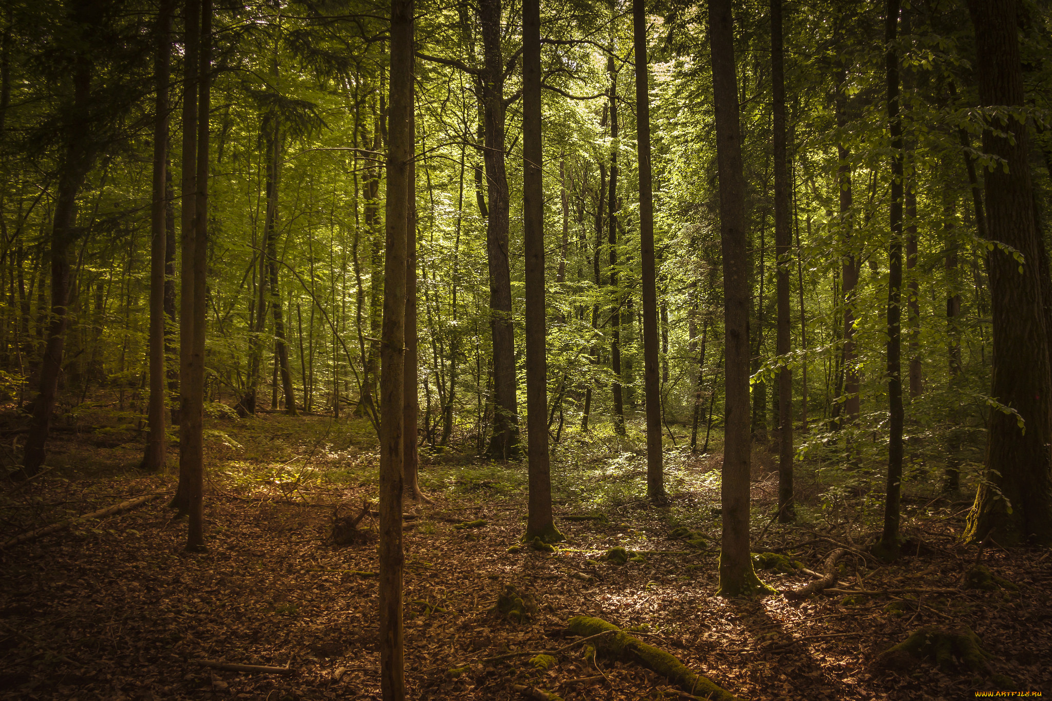 природа, лес, деревья