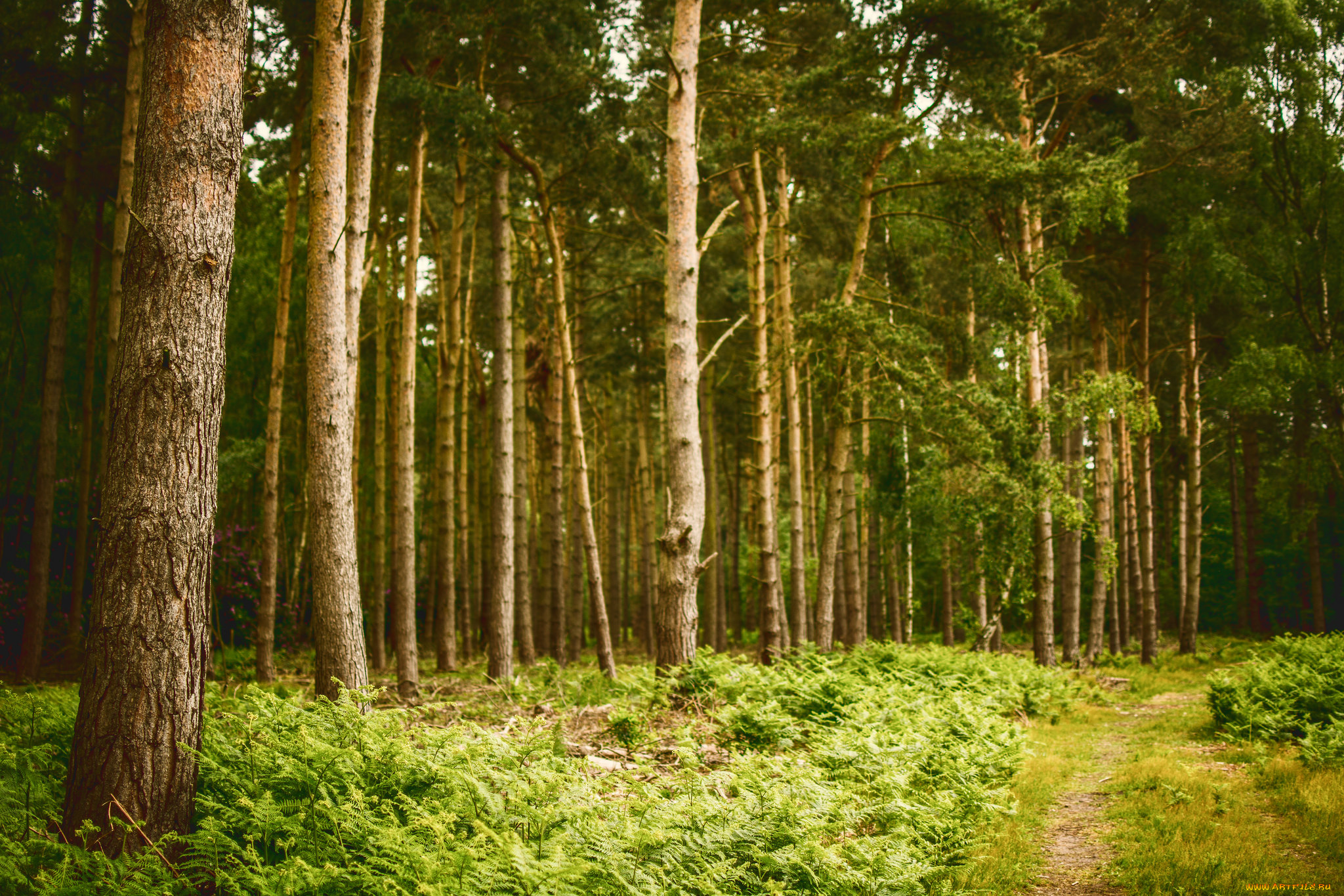 природа, лес, деревья