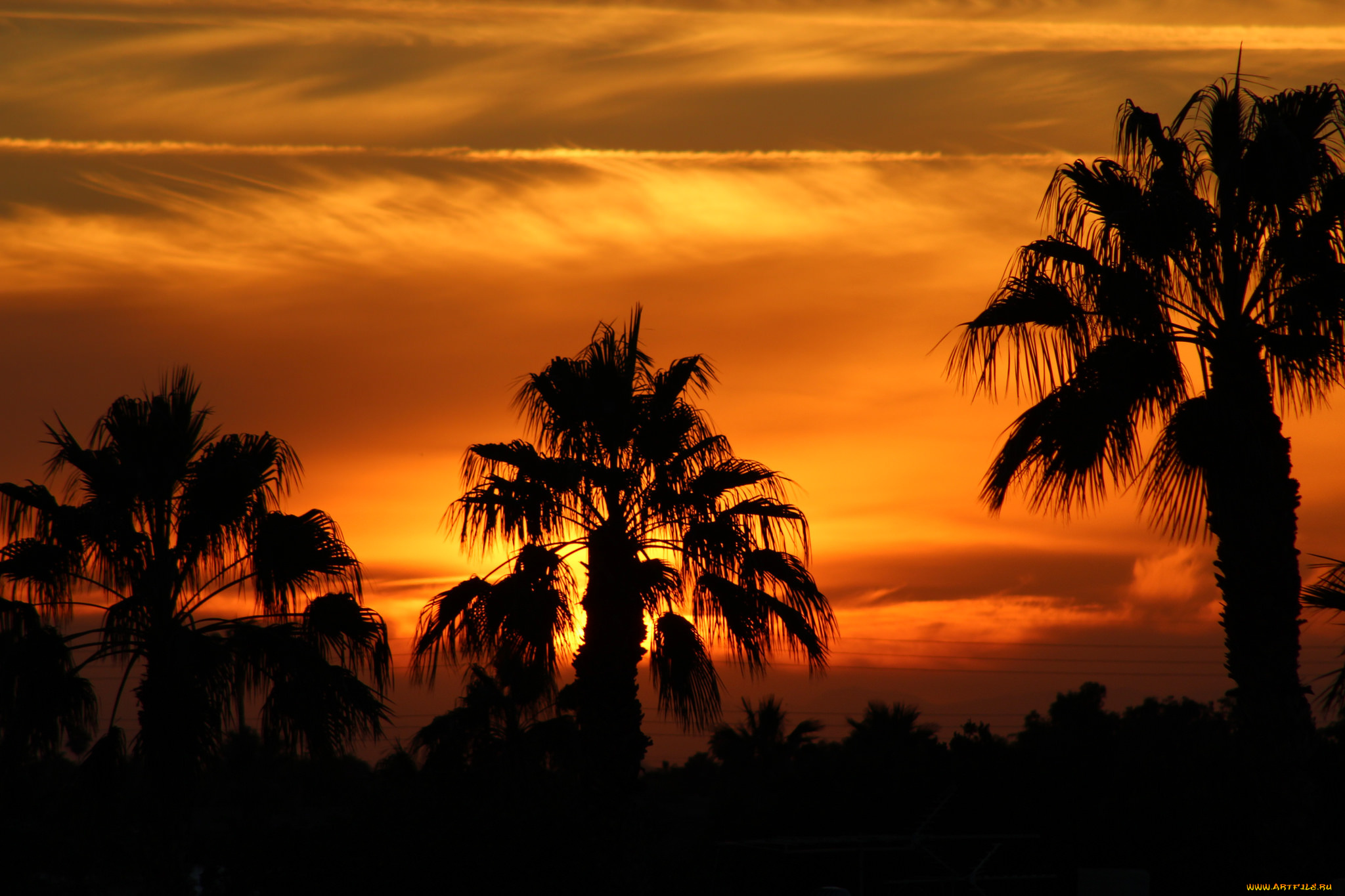 природа, тропики, курорт