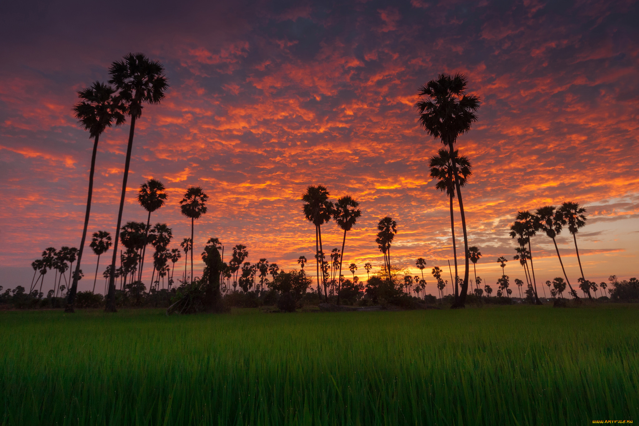 природа, тропики, курорт