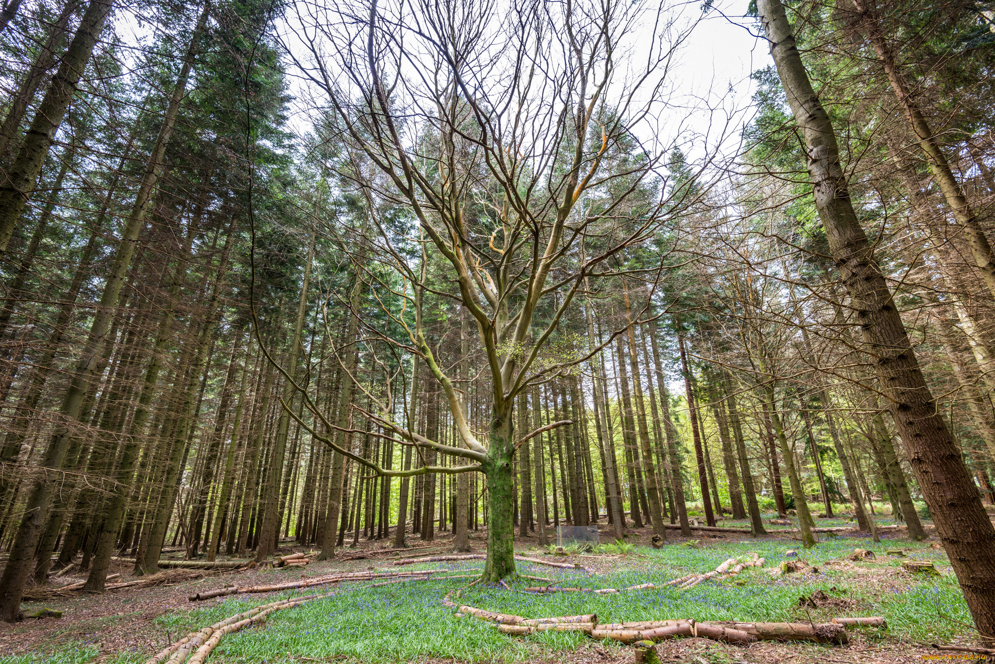 природа, лес, деревья