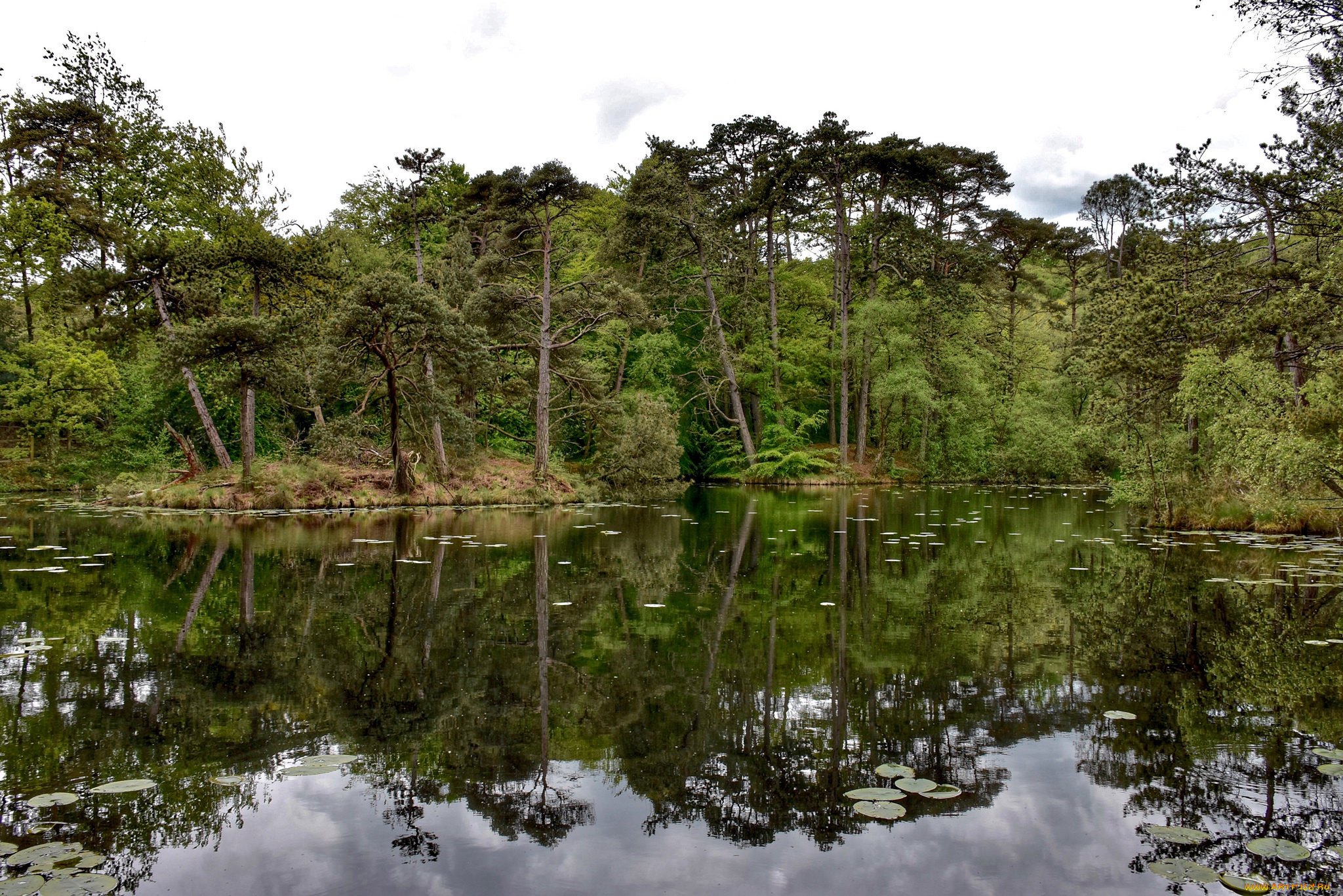 природа, реки, озера, река, лес