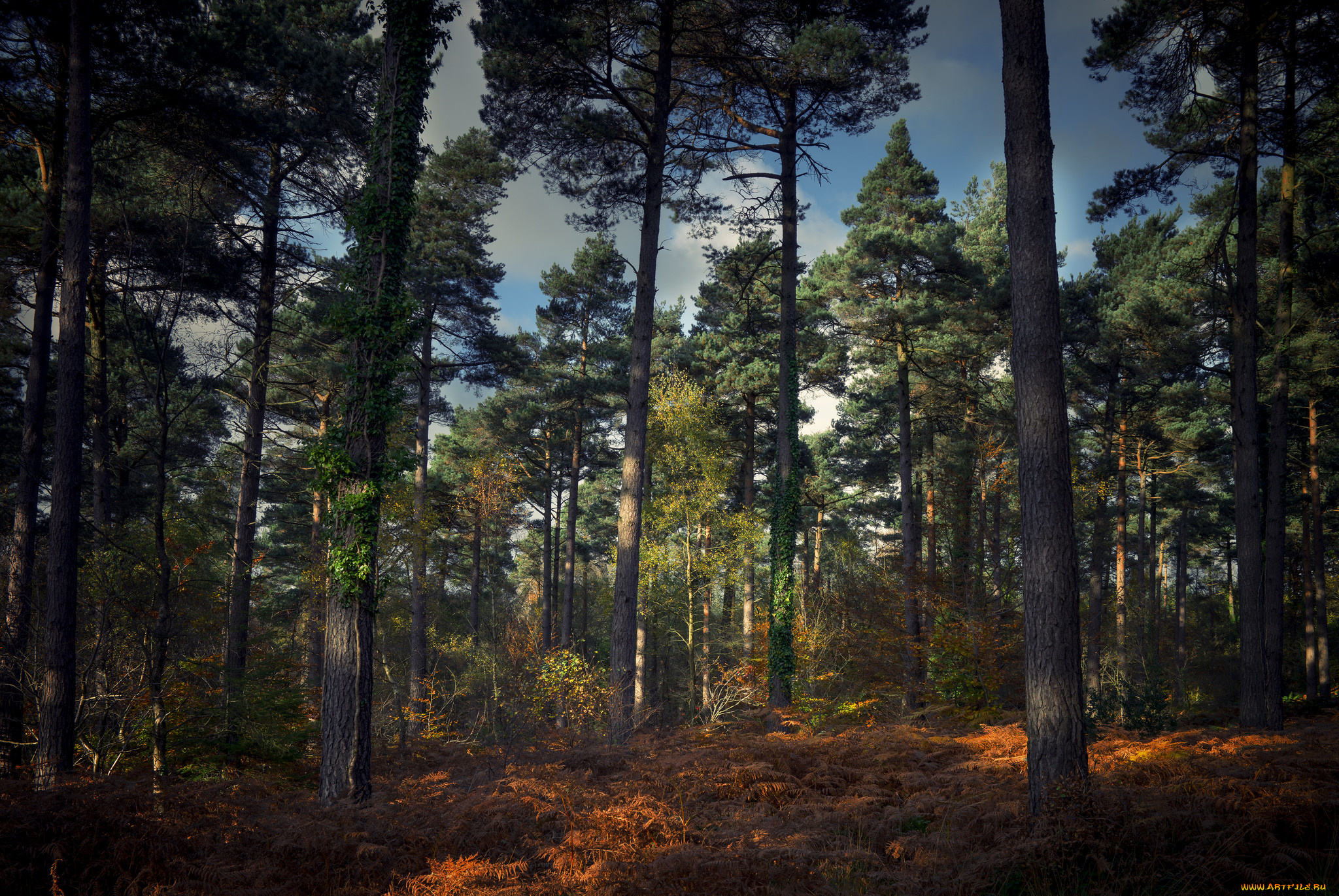 природа, лес, деревья