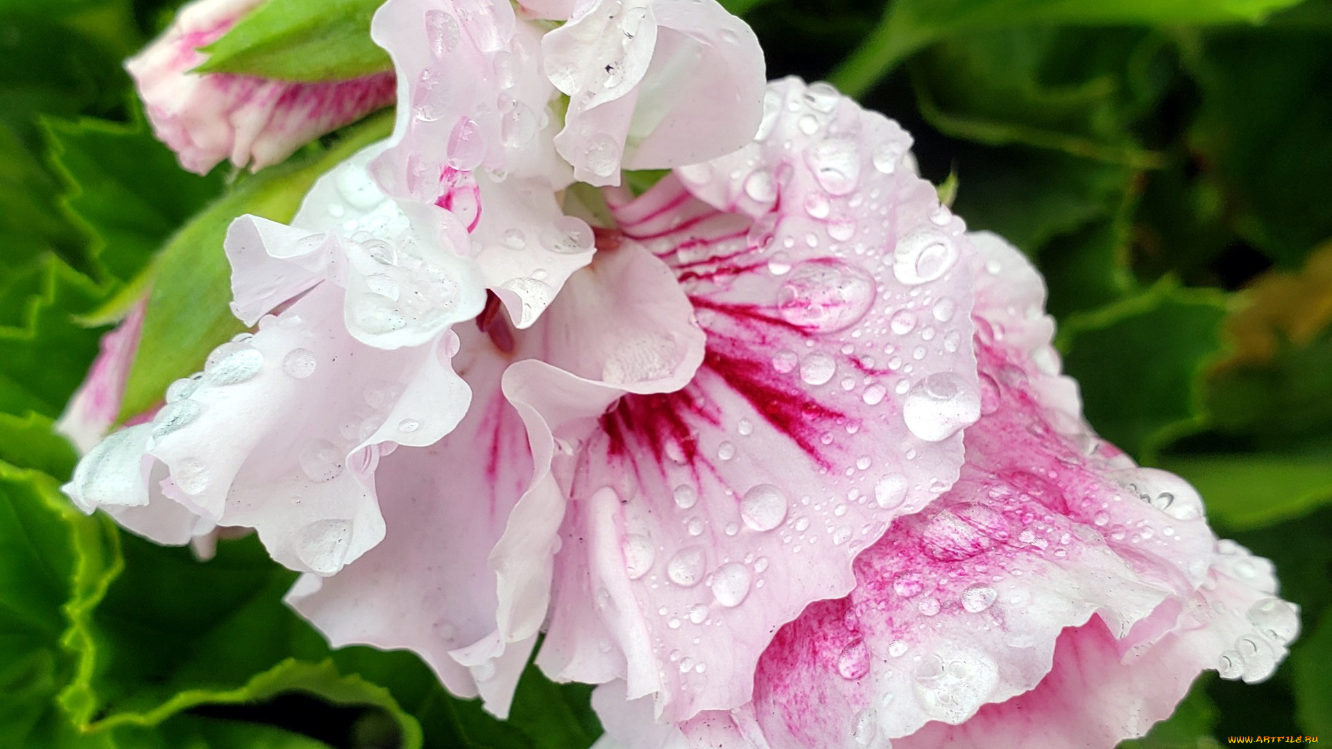 цветы, герань, капли