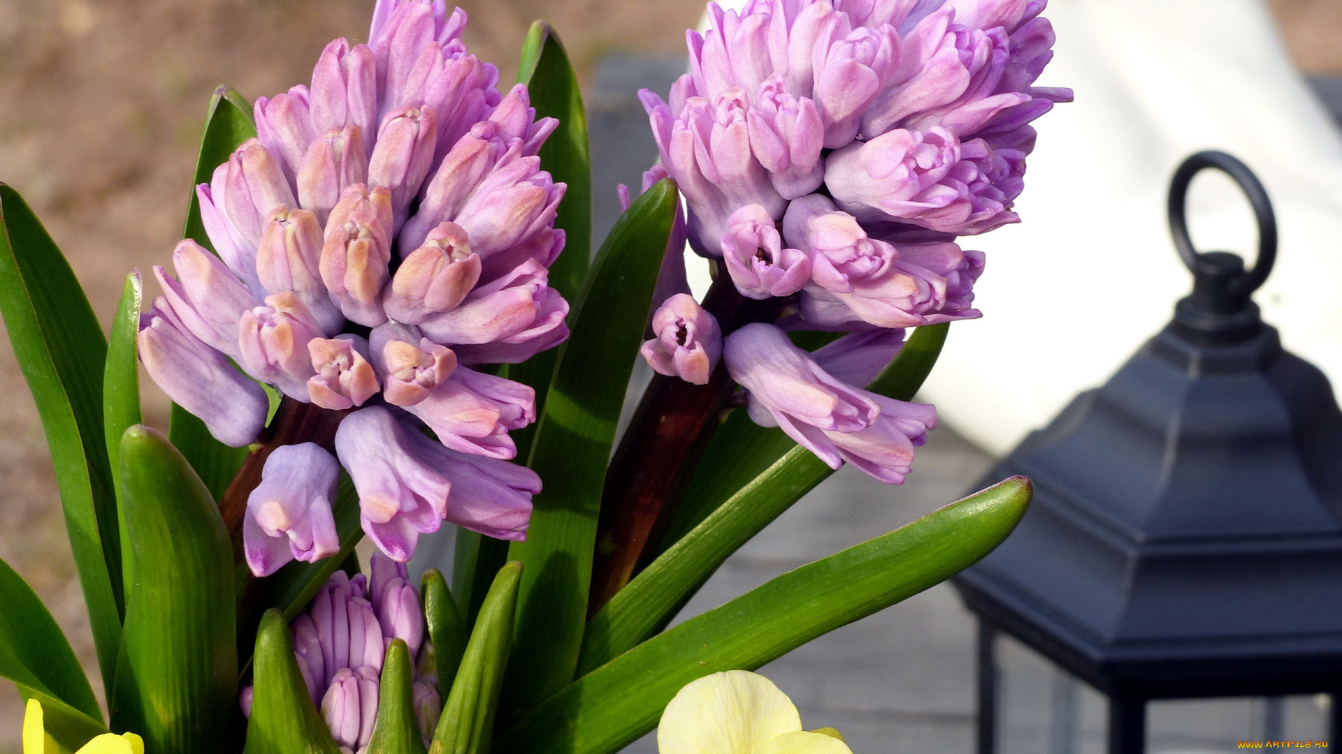 цветы, гиацинты, макро