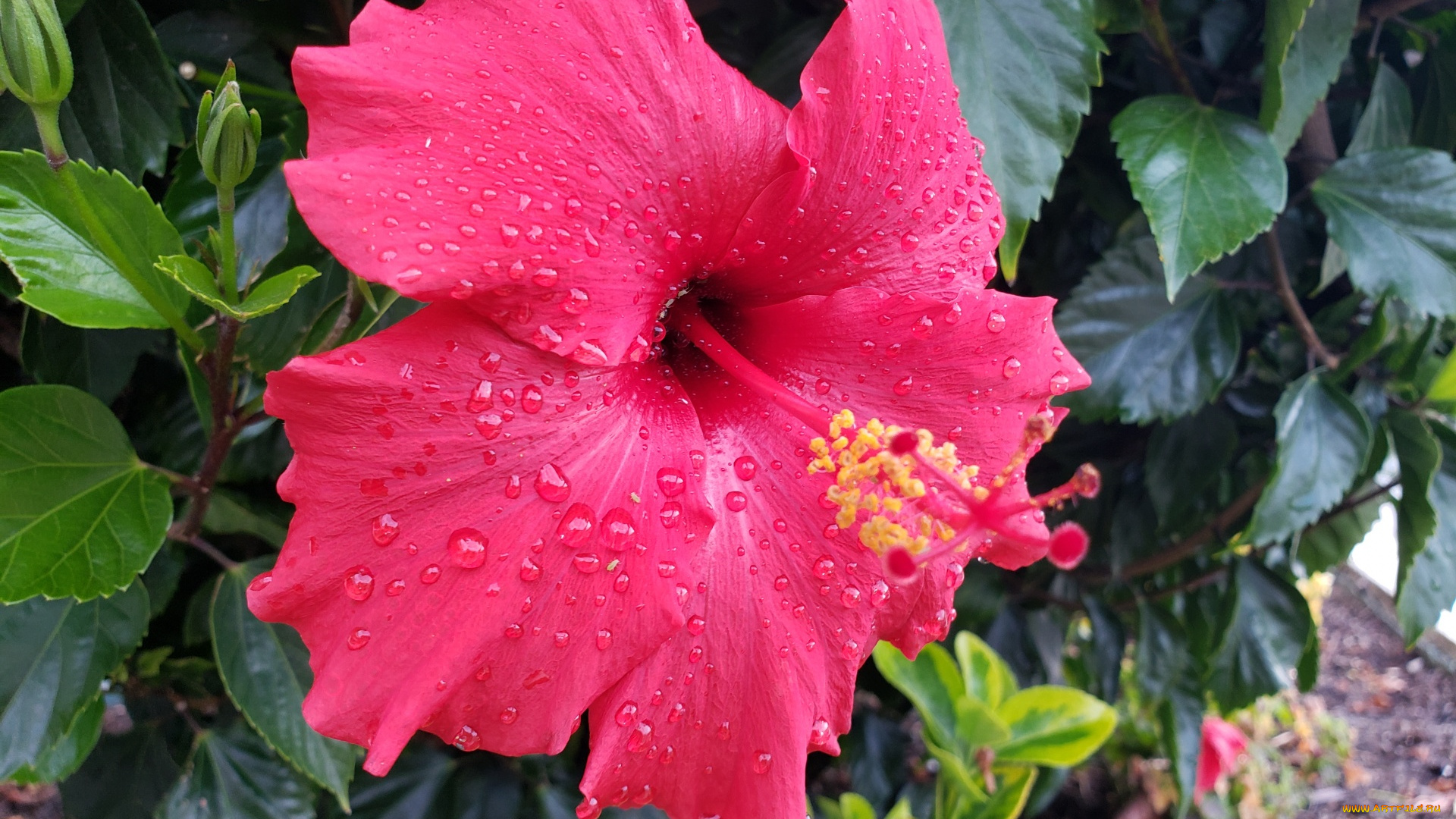 цветы, гибискусы, макро