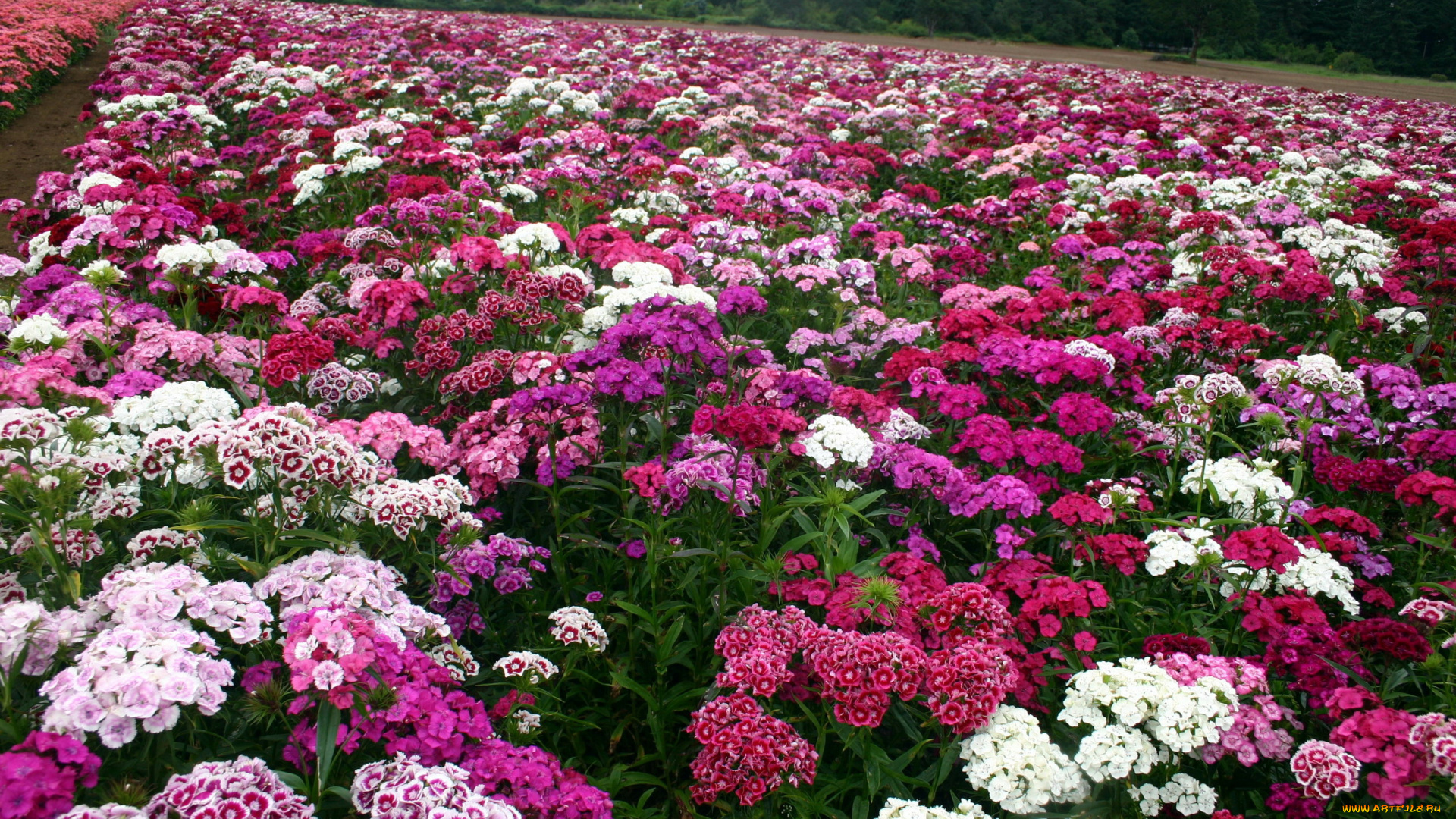 цветы, гвоздики, цветник