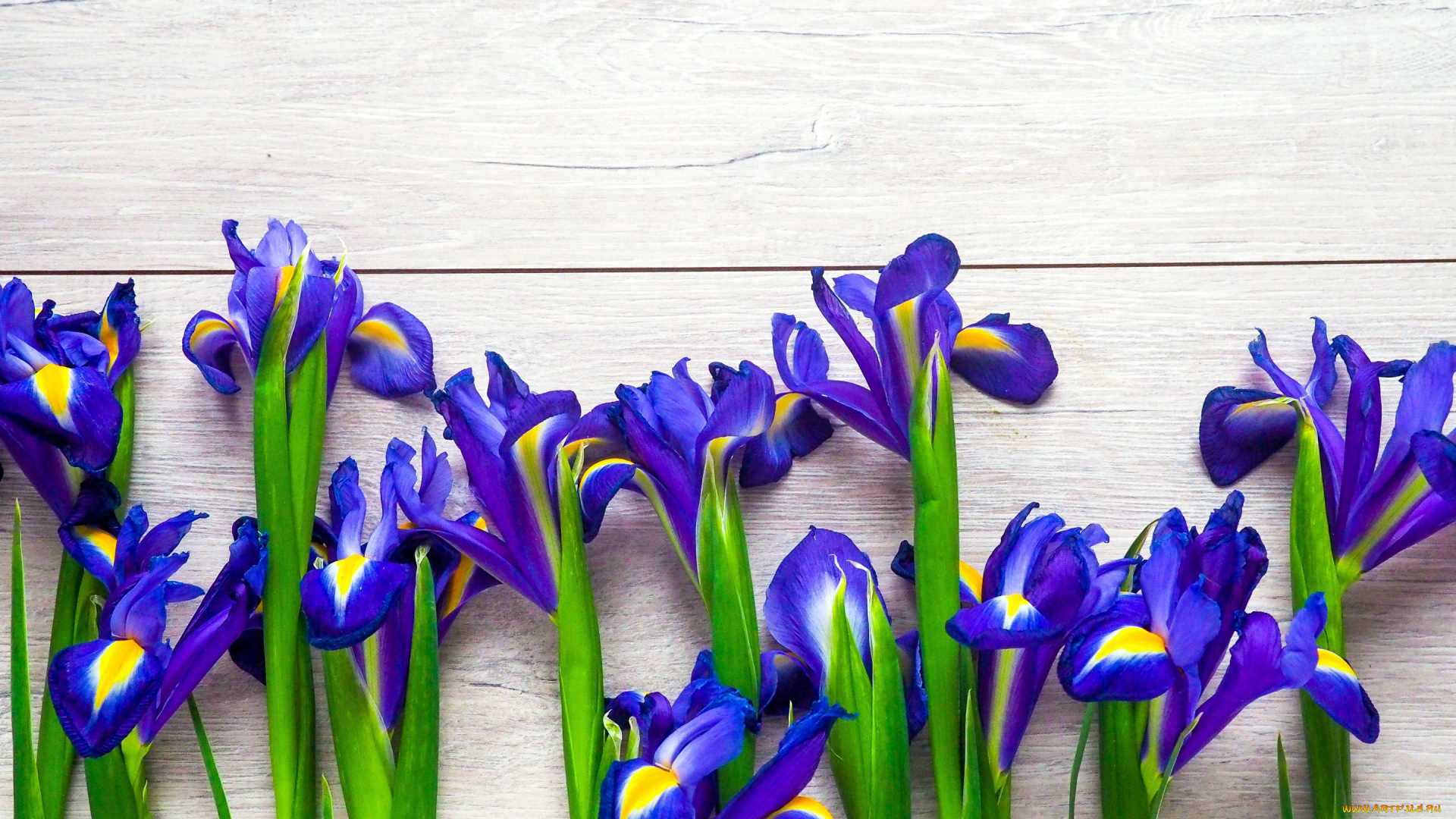 цветы, ирисы