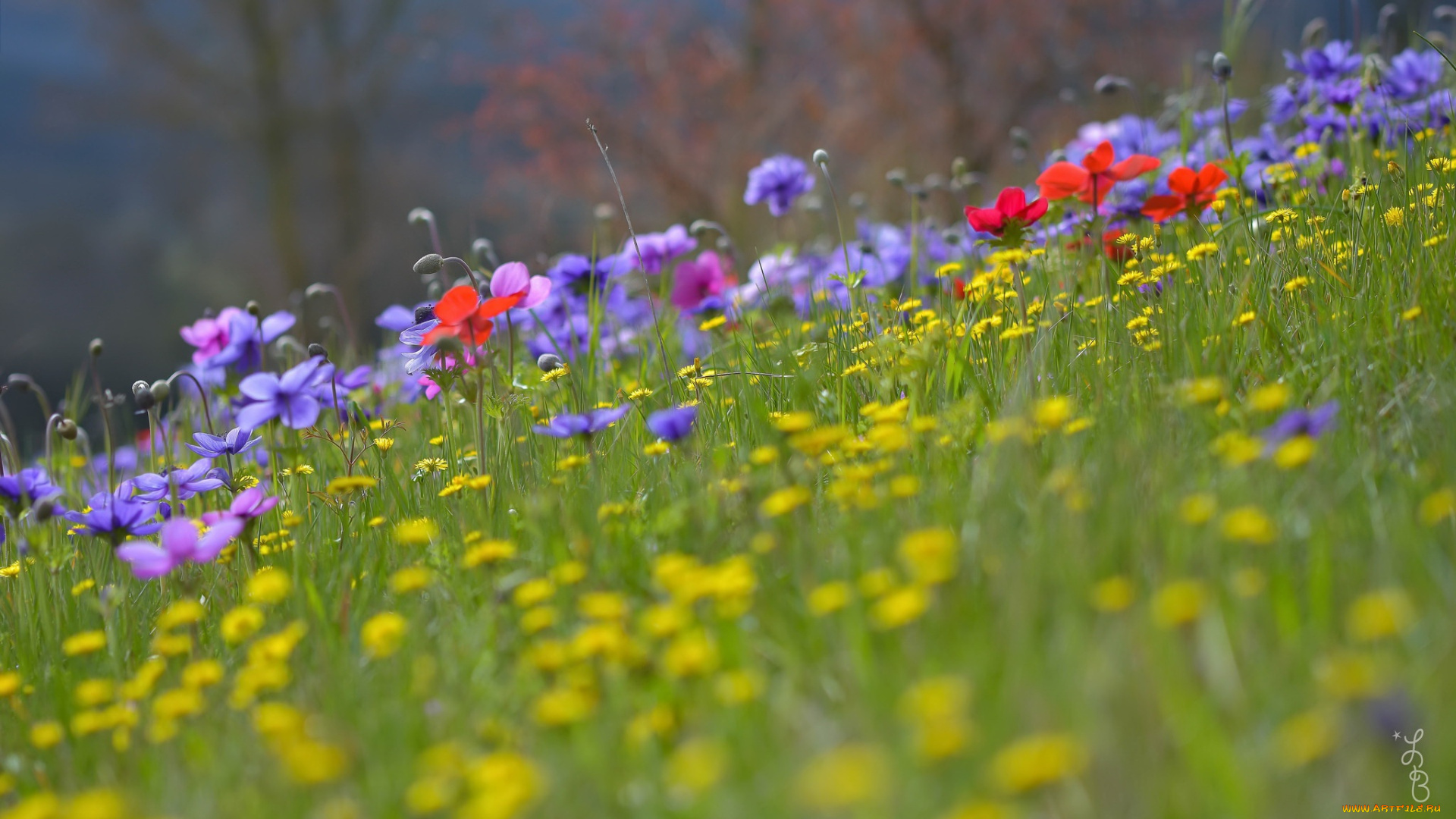 цветы, луговые, , полевые, , цветы, трава