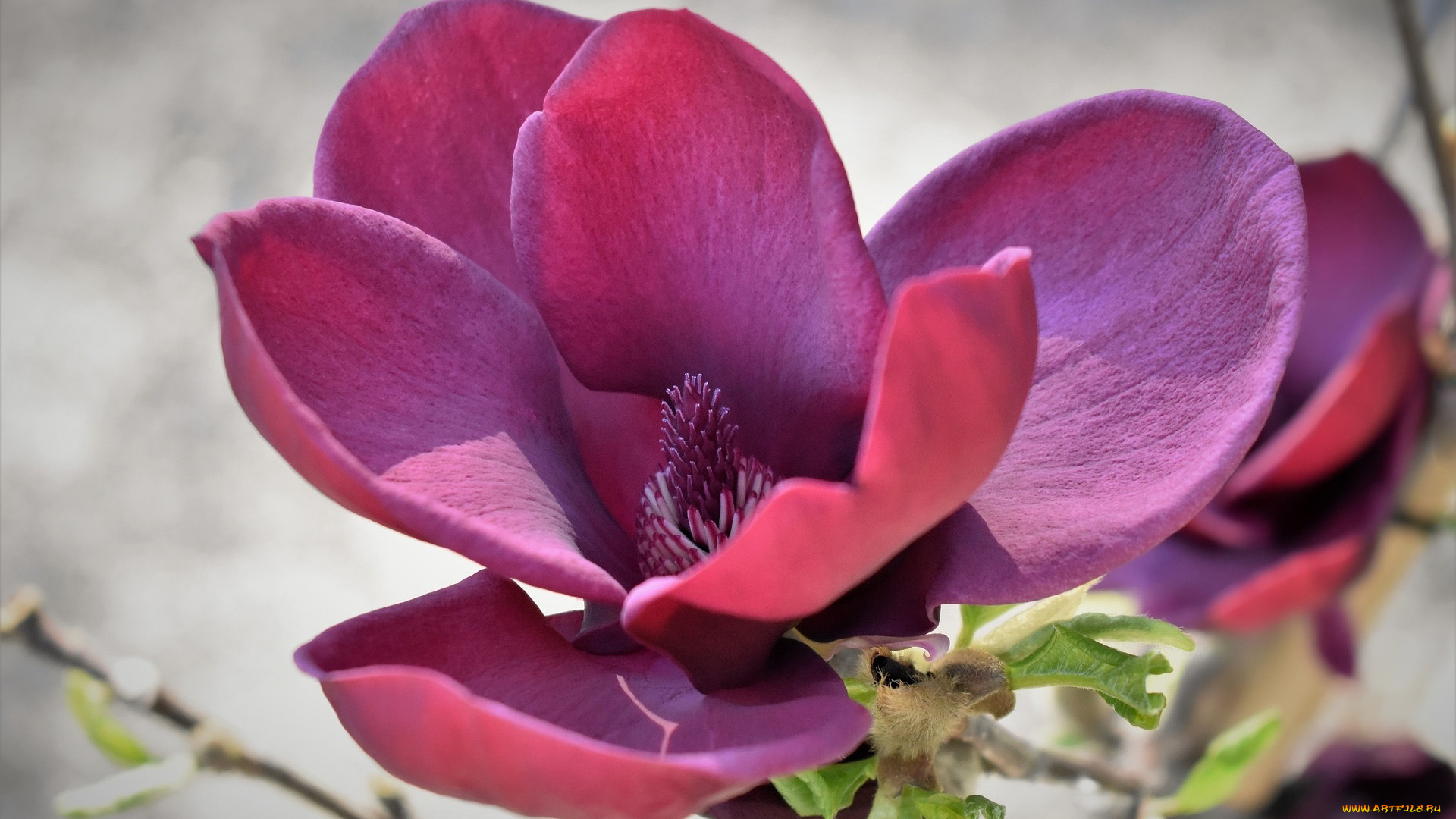 цветы, магнолии, макро