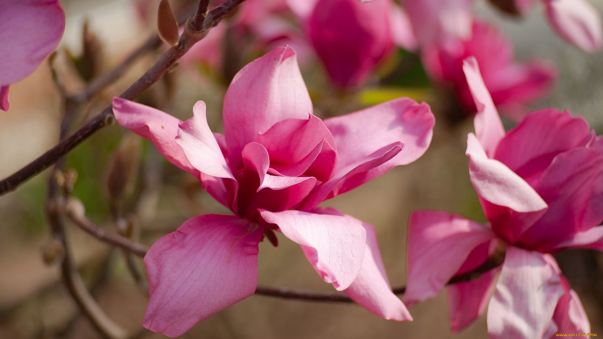 цветы, магнолии, розовый