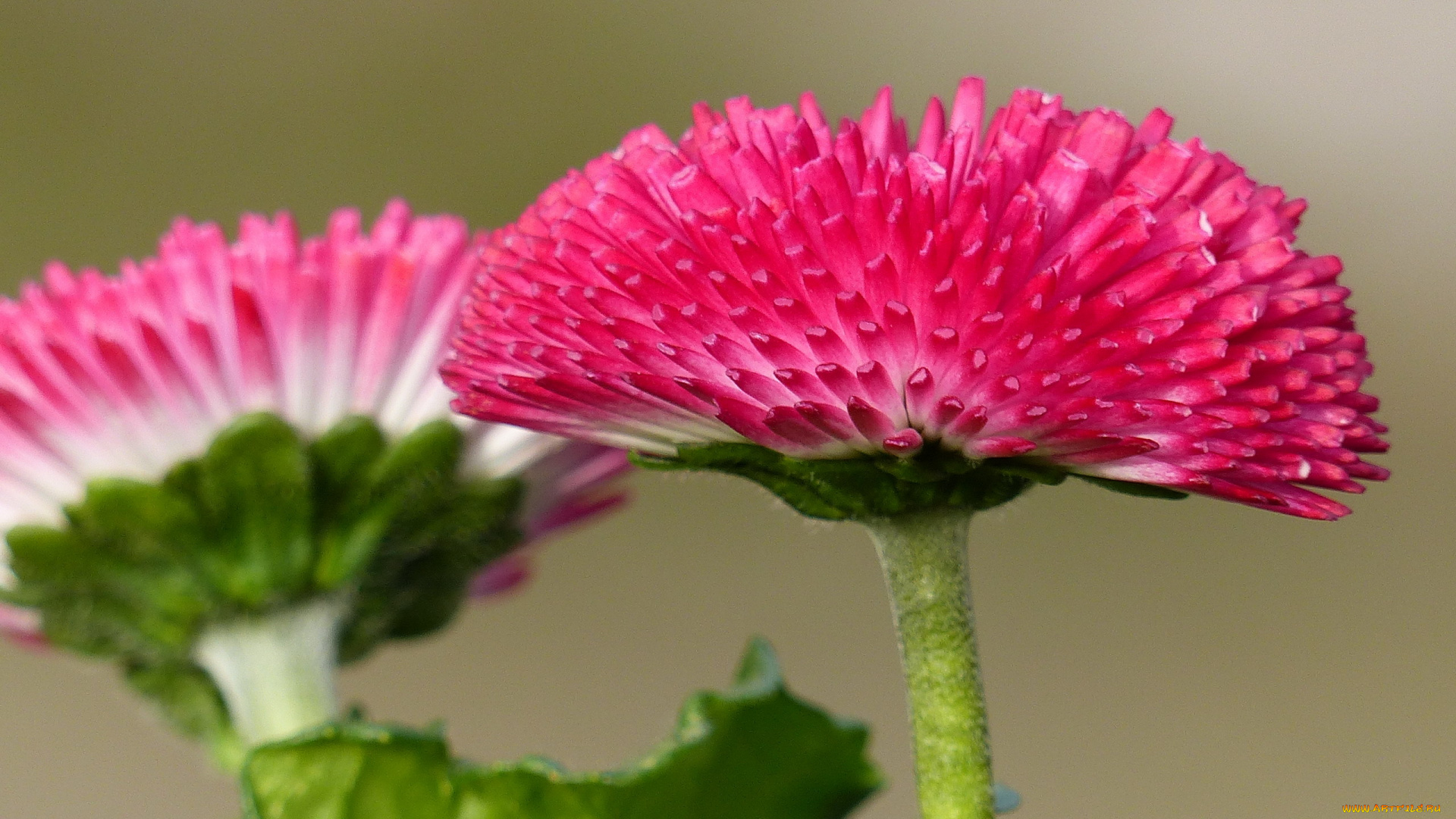 цветы, маргаритки, макро
