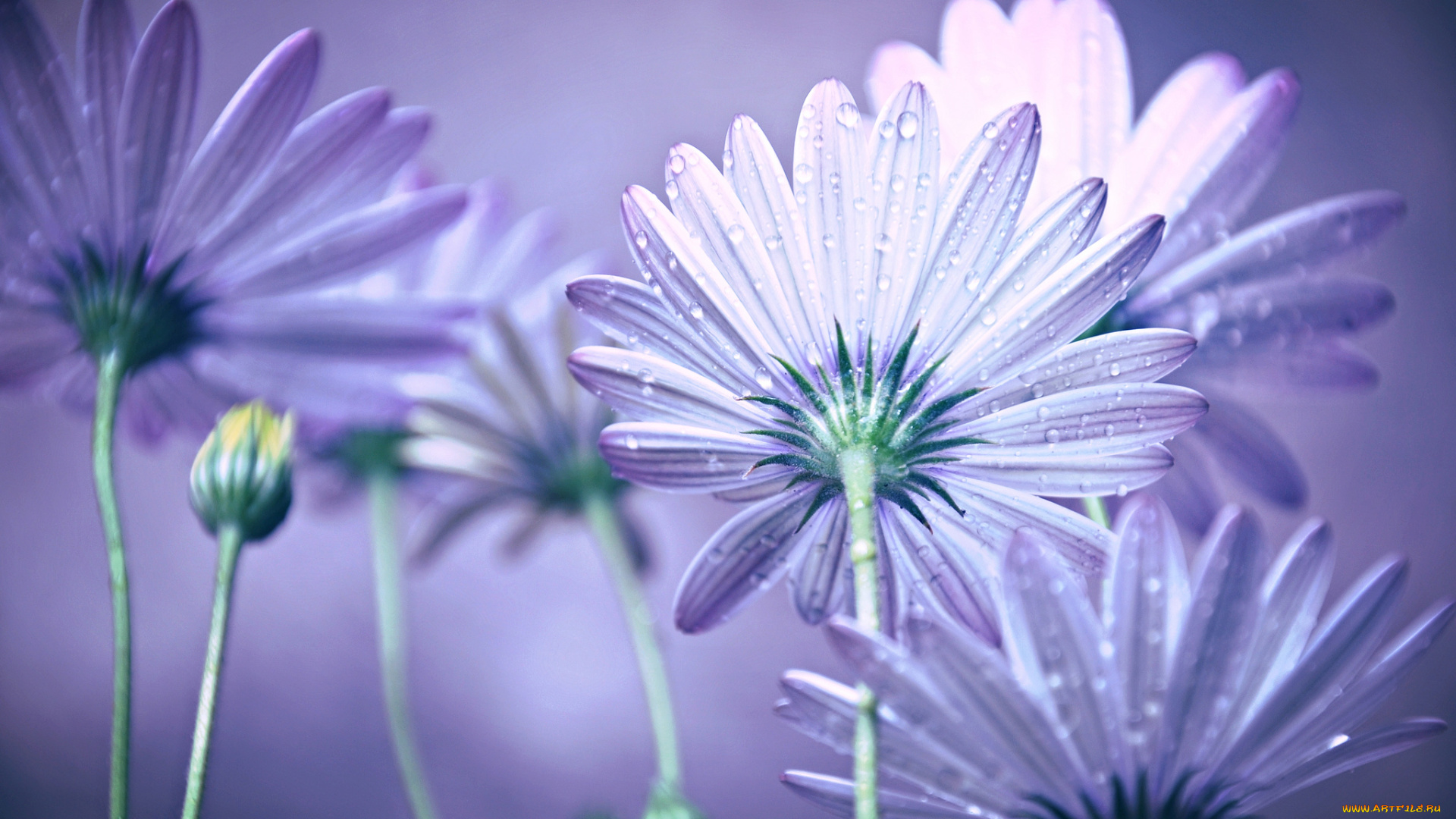 цветы, ромашки