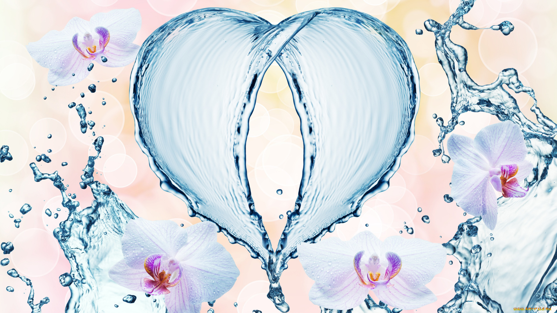 разное, компьютерный, дизайн, орхидеи