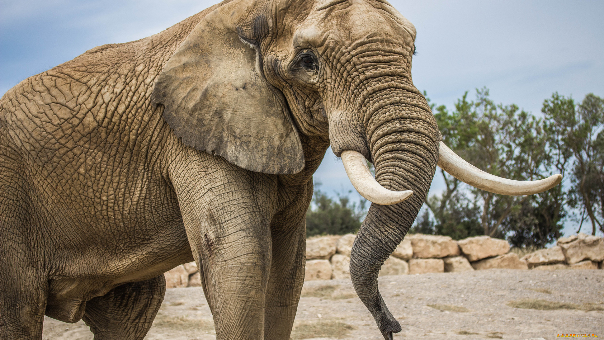 слон, животные, слоны, хобот, животное, бивни