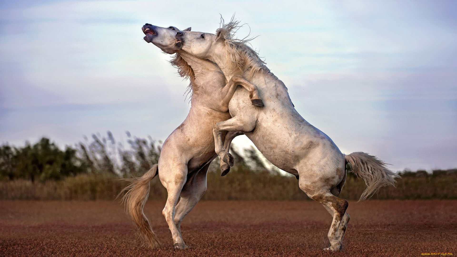 животные, лошади