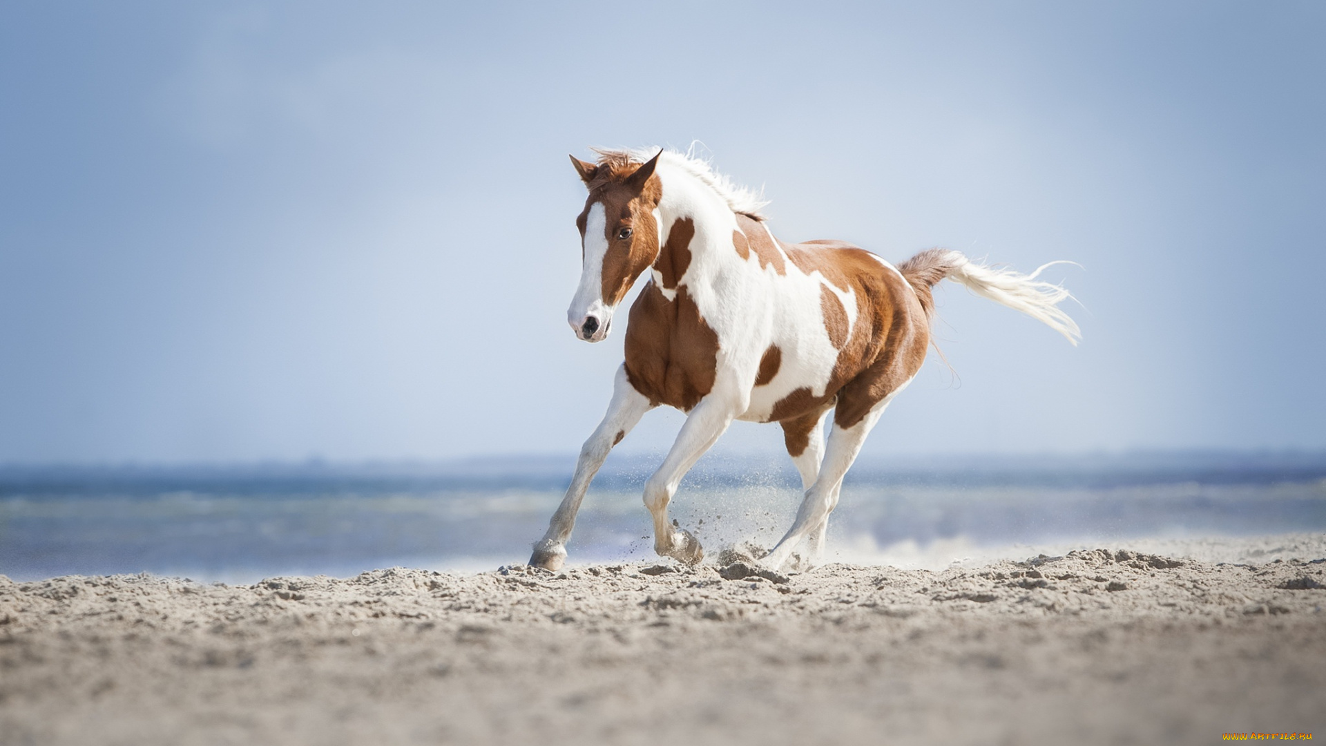 животные, лошади, лошадь