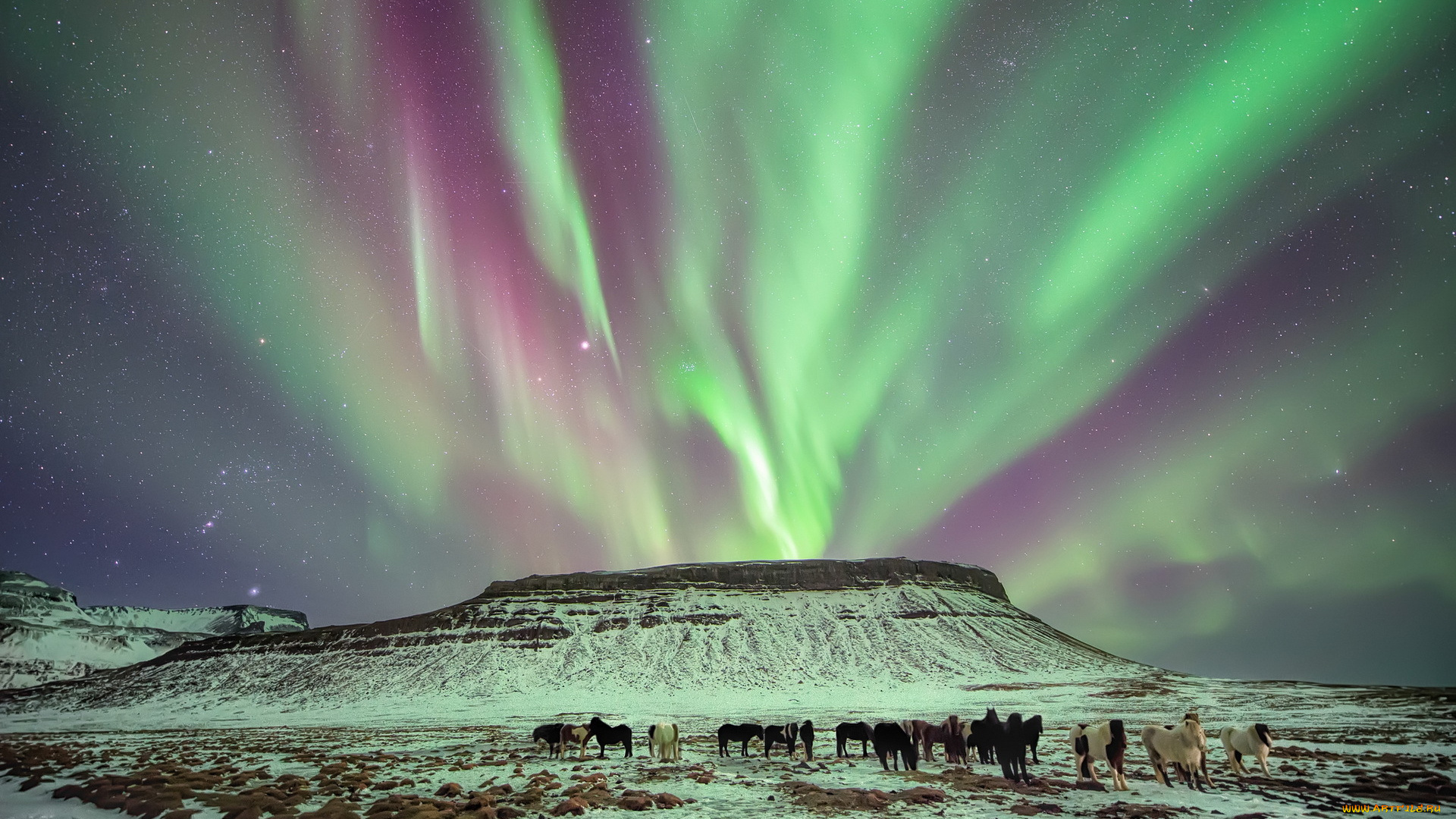животные, лошади, небо, табун, горы, снег, северное, сияние