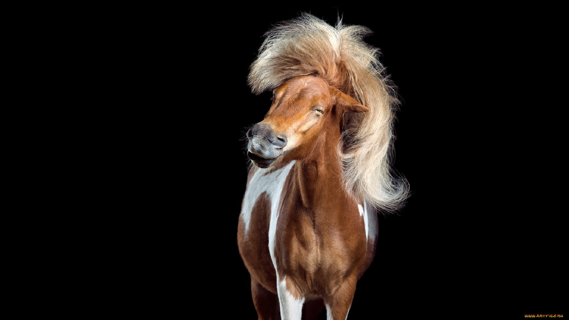 животные, лошади, пегая, лошадь, прищур