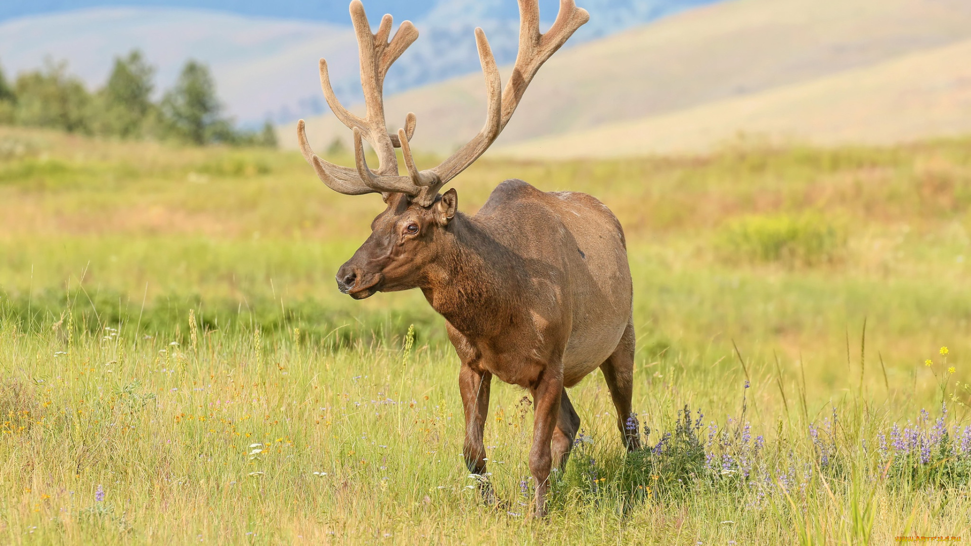 животные, олени, олень