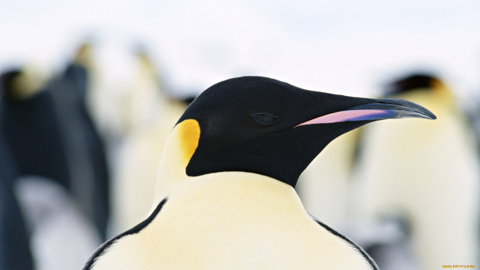 животные, пингвины, голова, пингвин