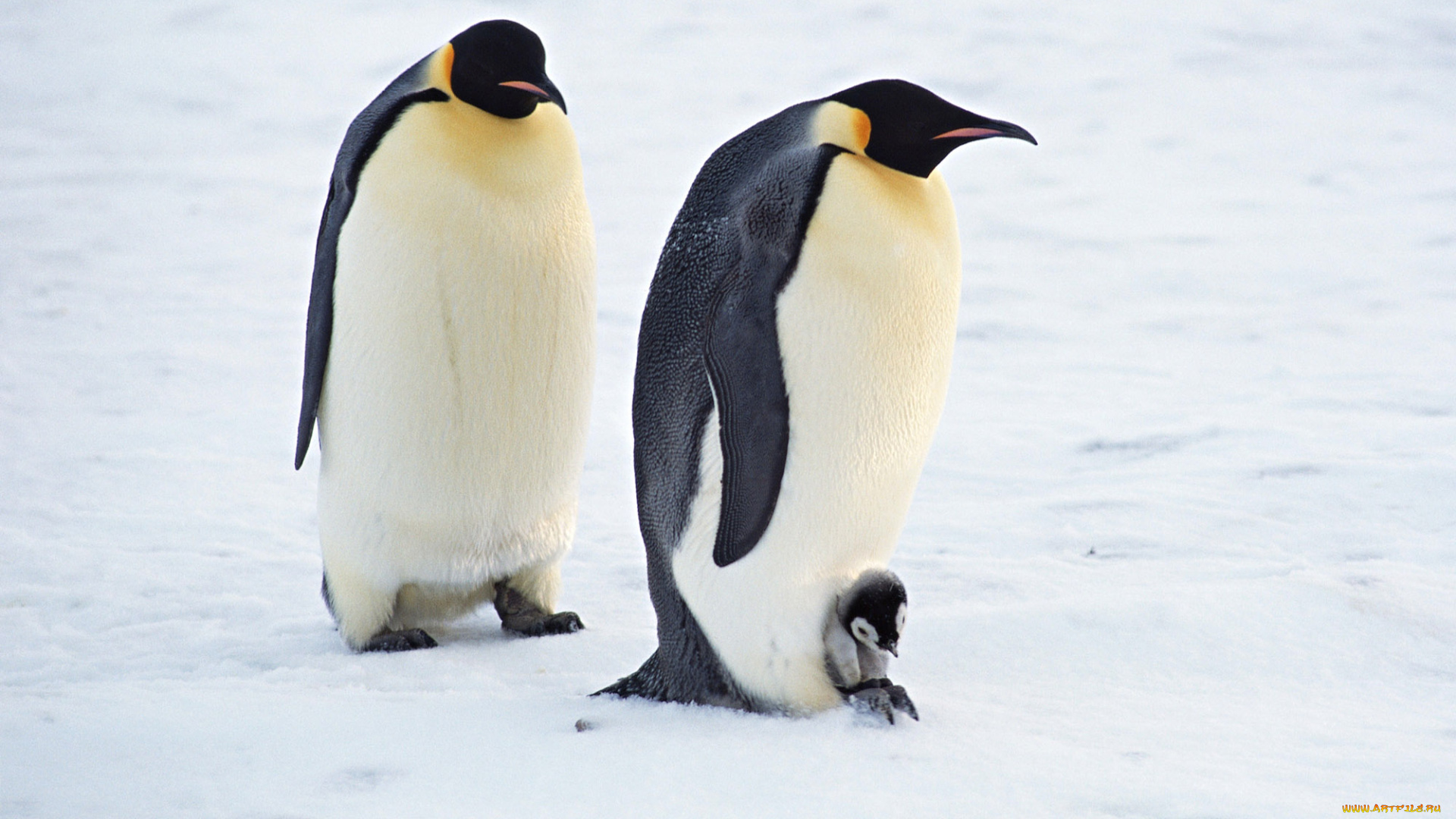 животные, пингвины, пингвиненок, пара, лед, снег