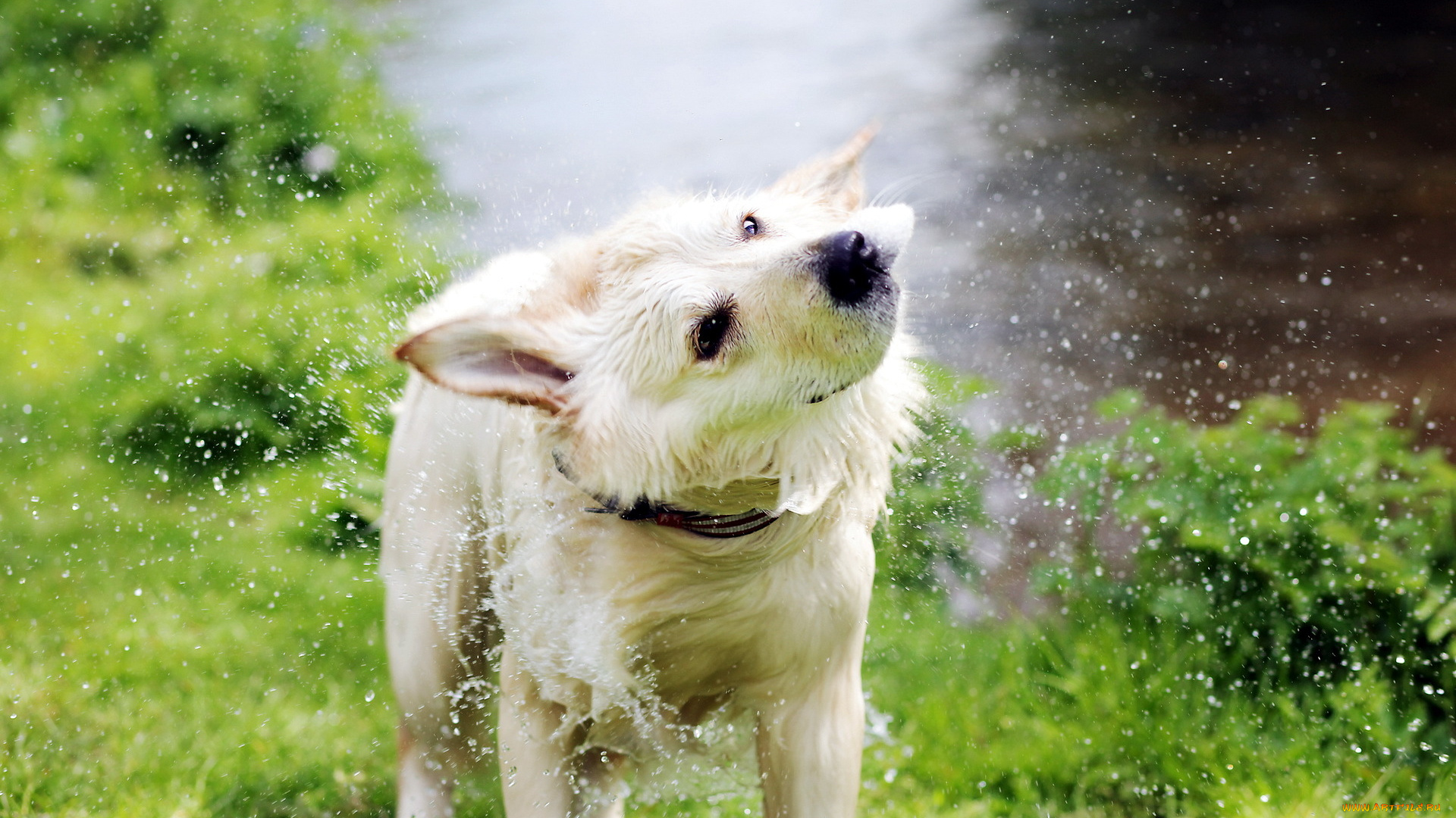 животные, собаки, брызги, река, белый, пес