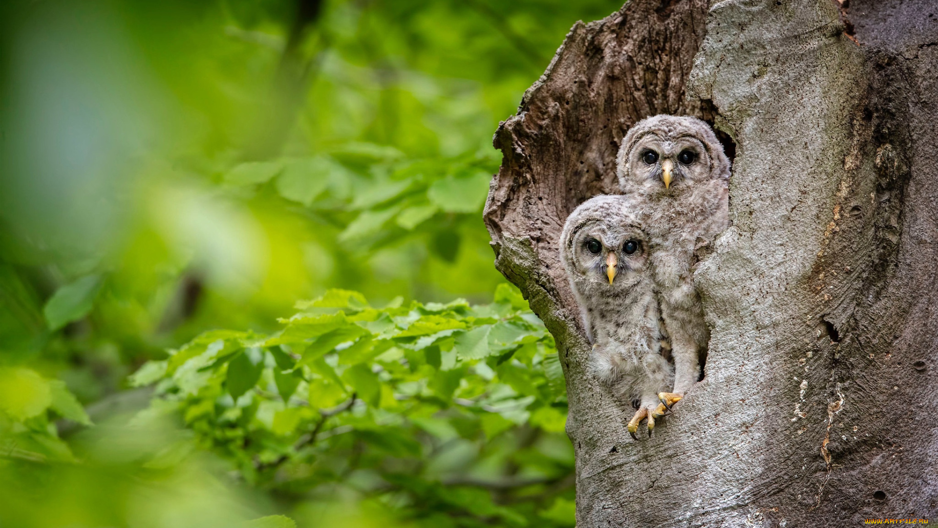 животные, совы, дерево