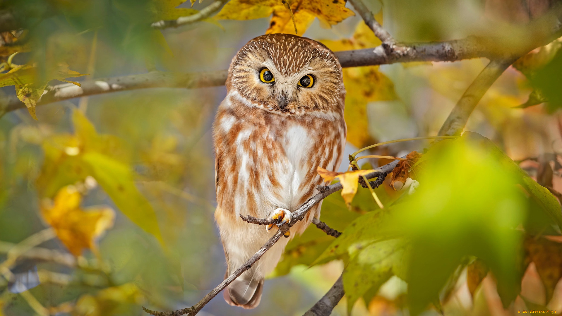 животные, совы, сова
