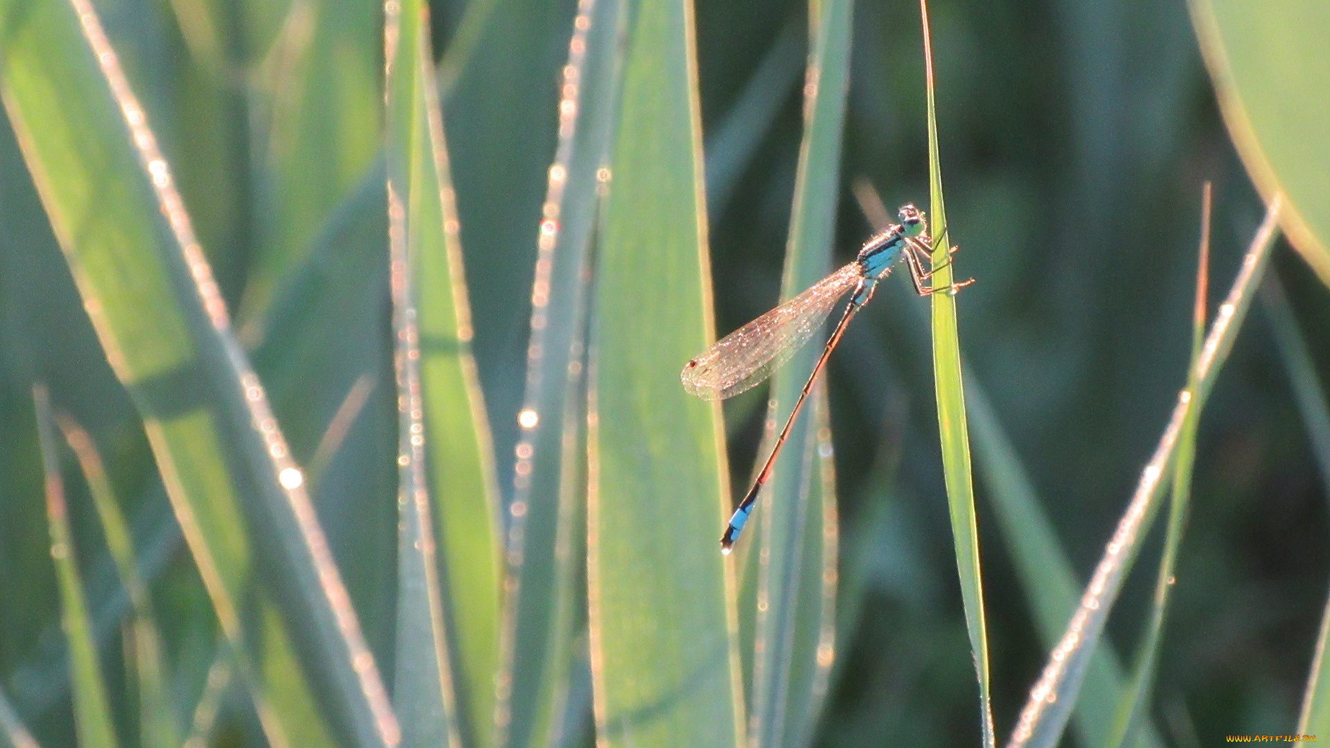 животные, стрекозы, лето, 2018