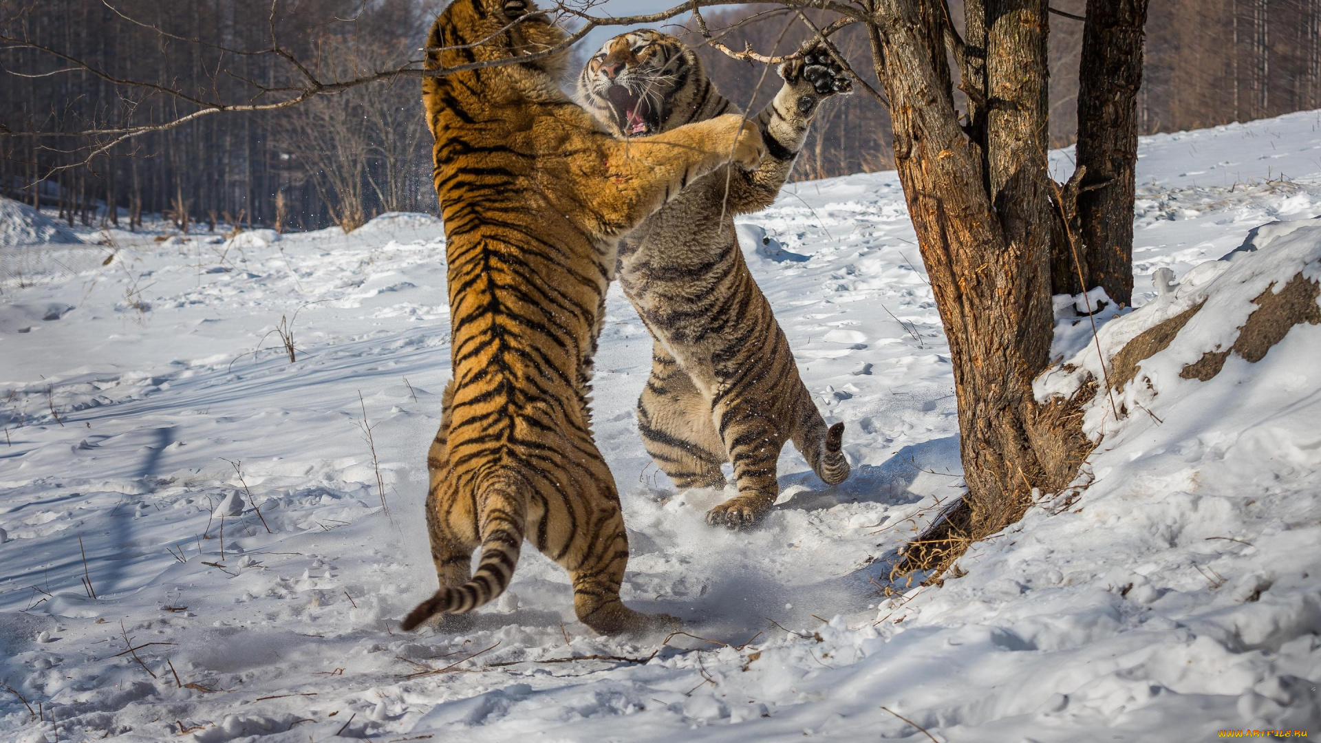 животные, тигры