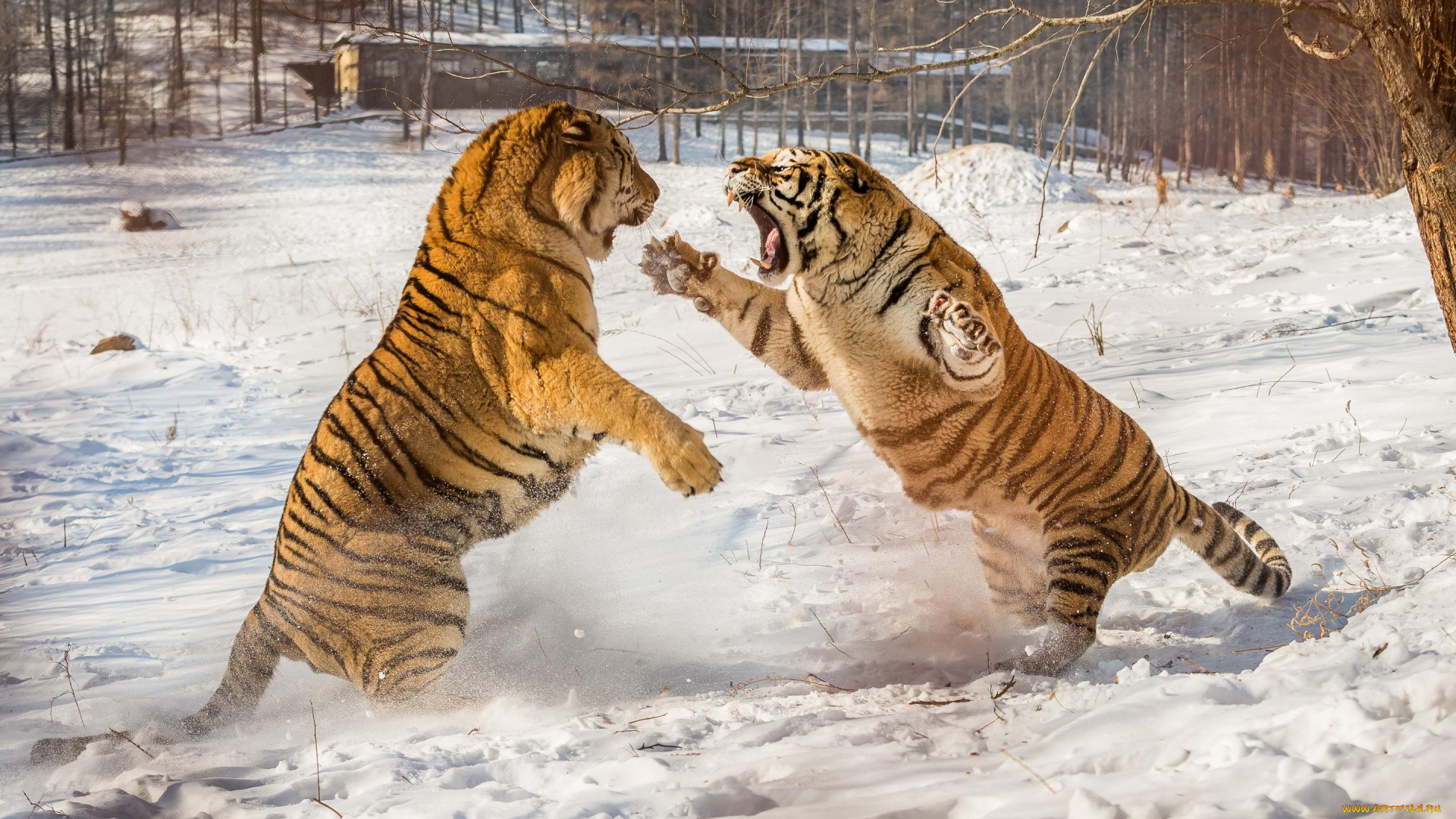 животные, тигры