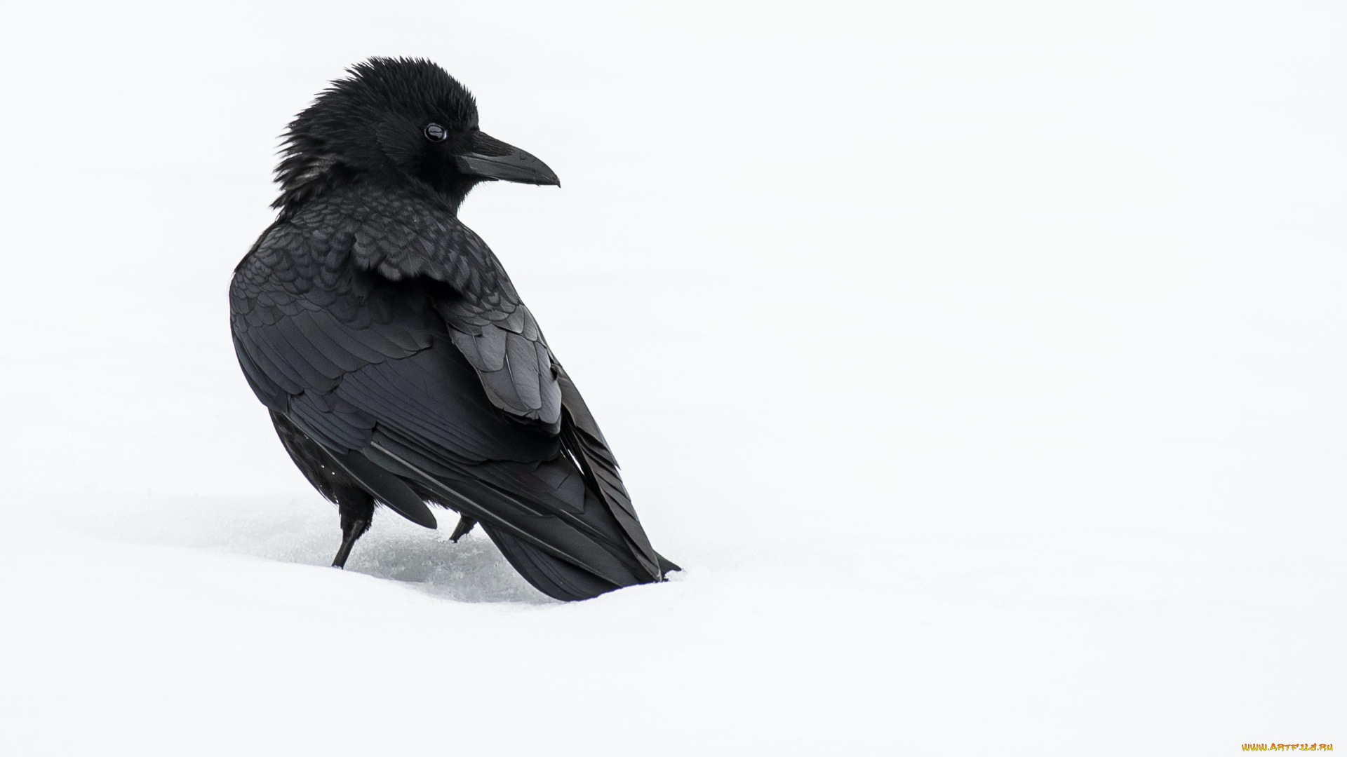 животные, вороны, , грачи, , галки, ворона